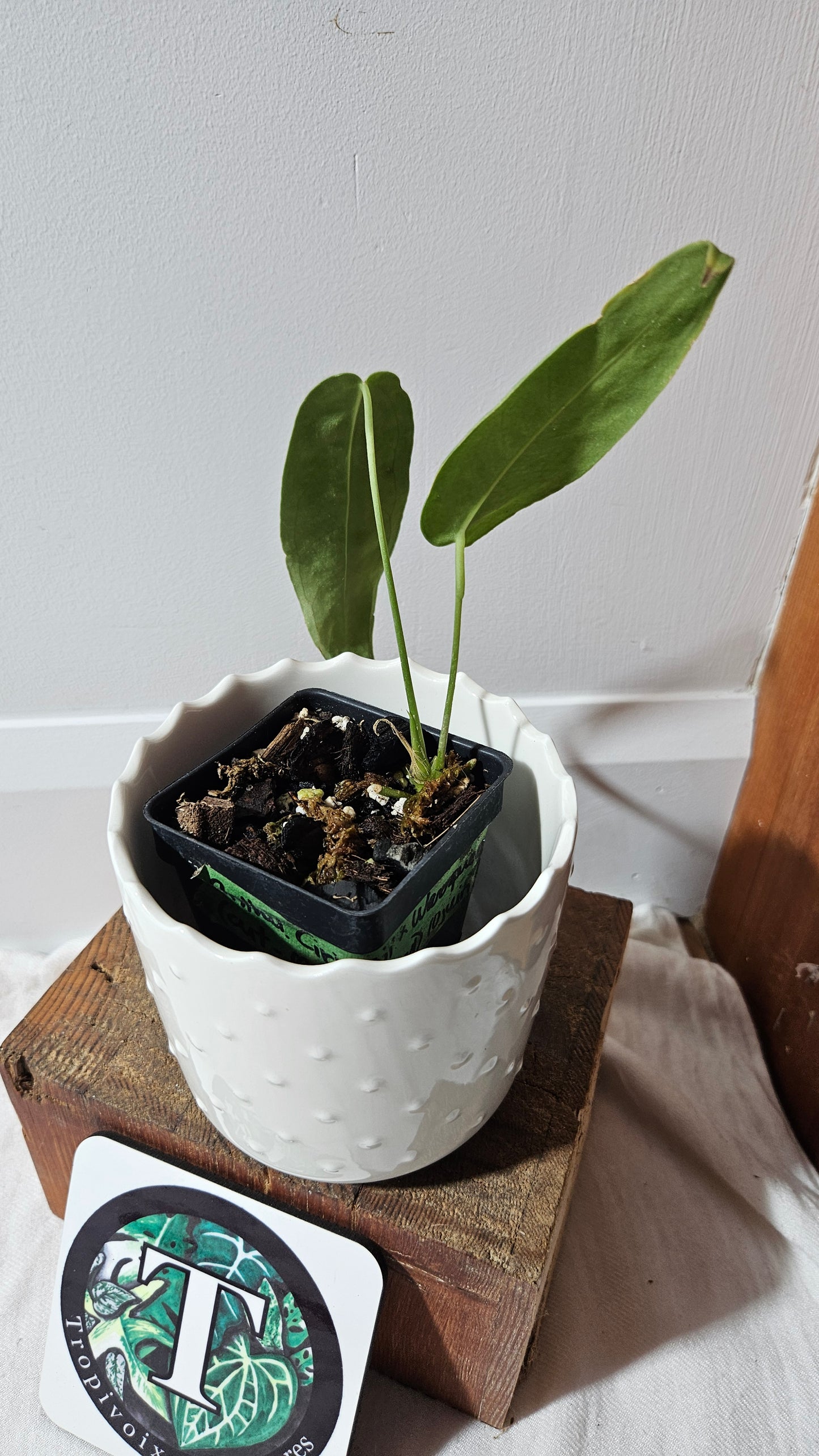 Anthurium Cirinoi X Warocqueanum "format PETIT" (ANT-486)