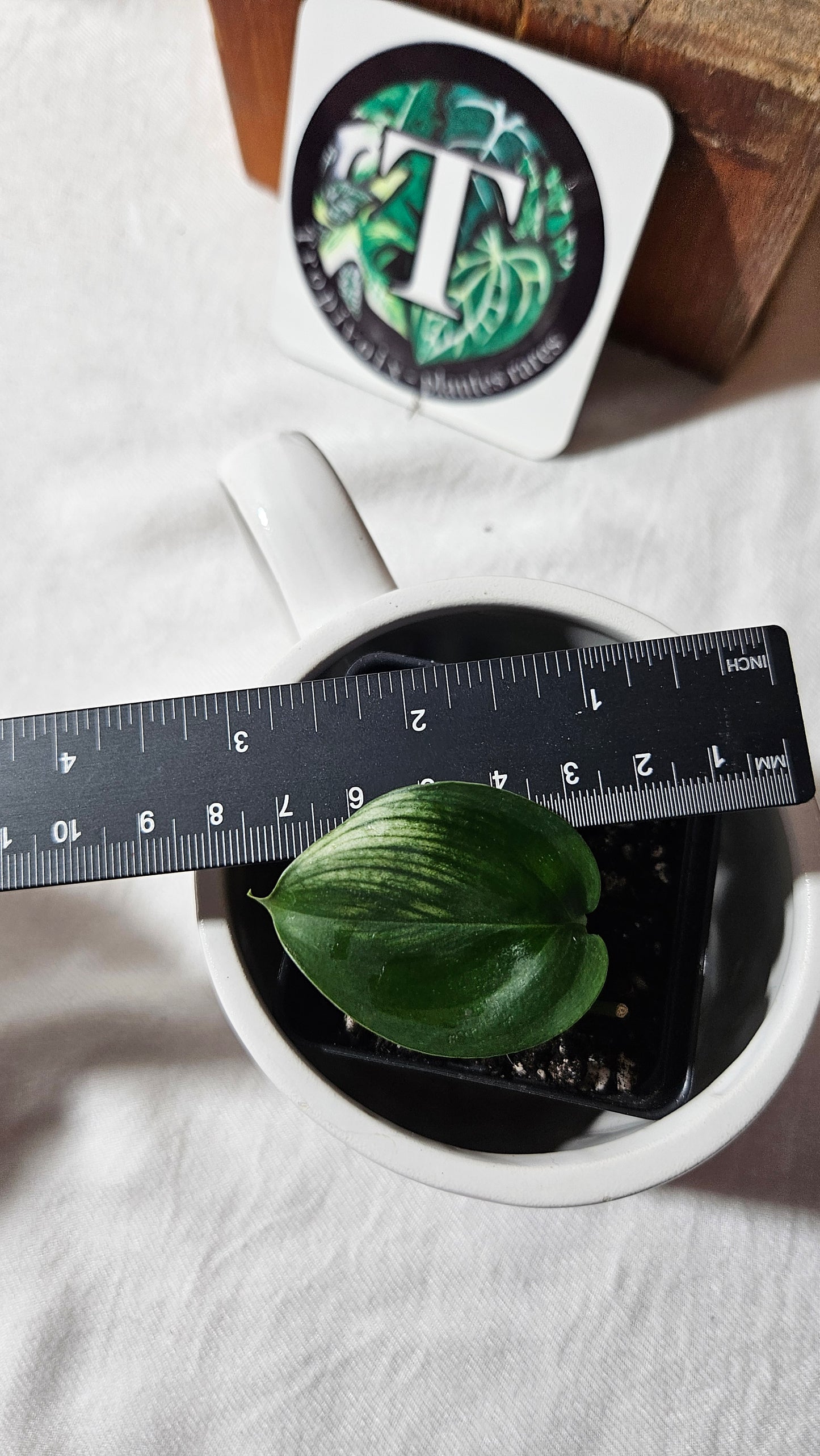 Scindapsus White Monster (SCI-1094)