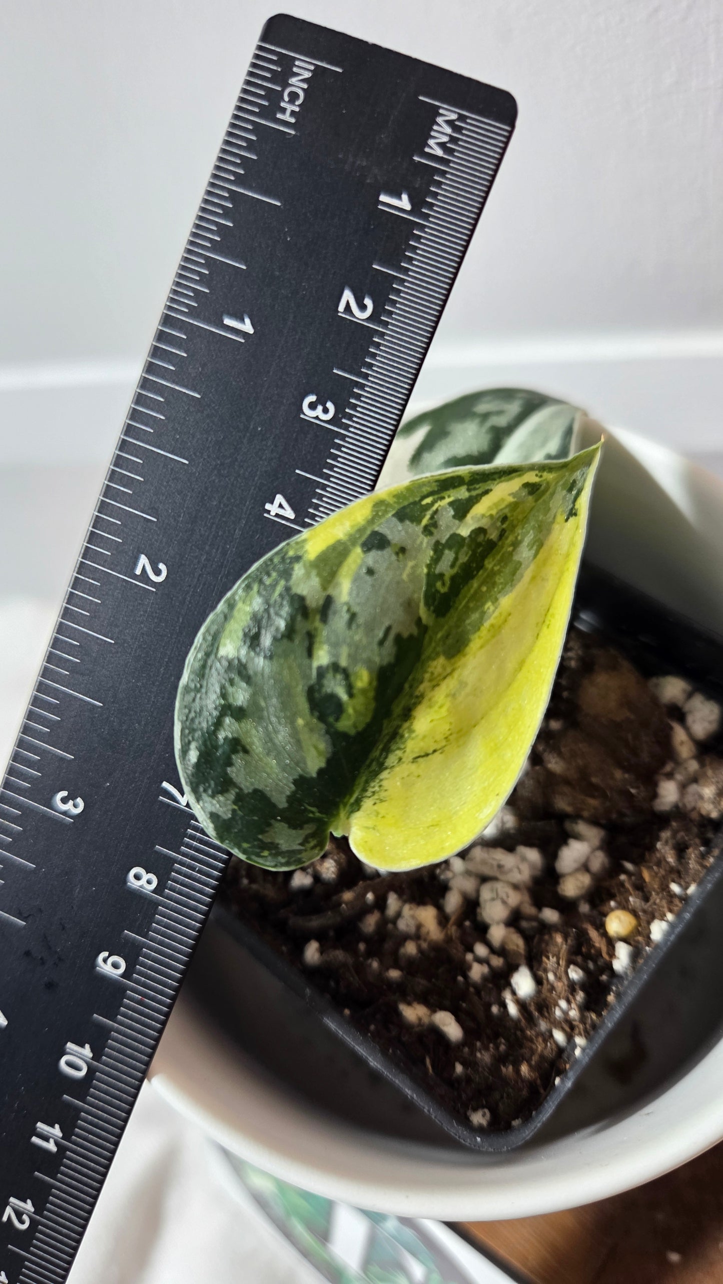 Scindapsus Mayari (SCI-1356)