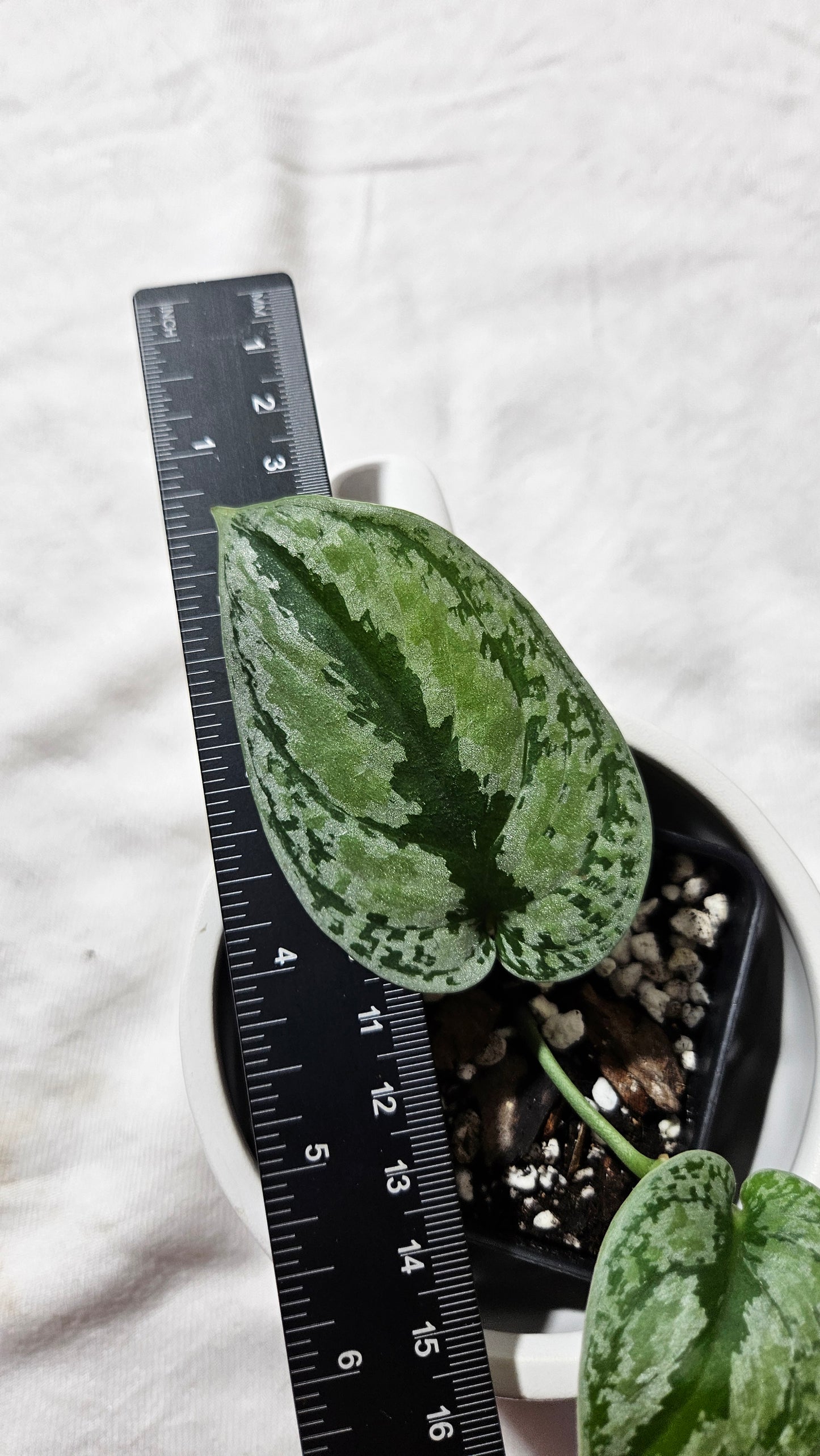 Scindapsus Tricolore silver Platinum (SCI-1118)