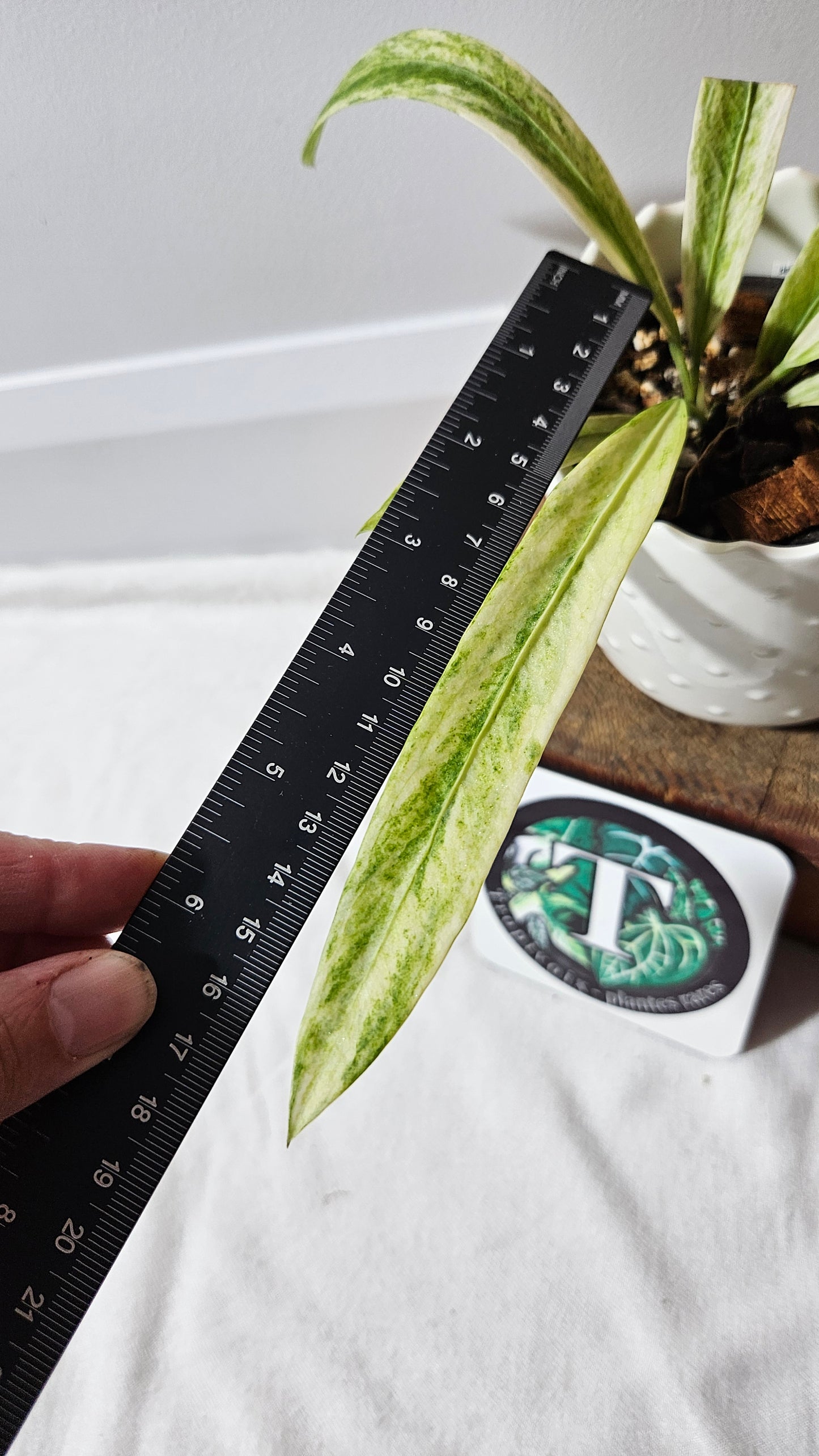 Anthurium Vittarifolium Variegata "format PETIT" (ANT-557)