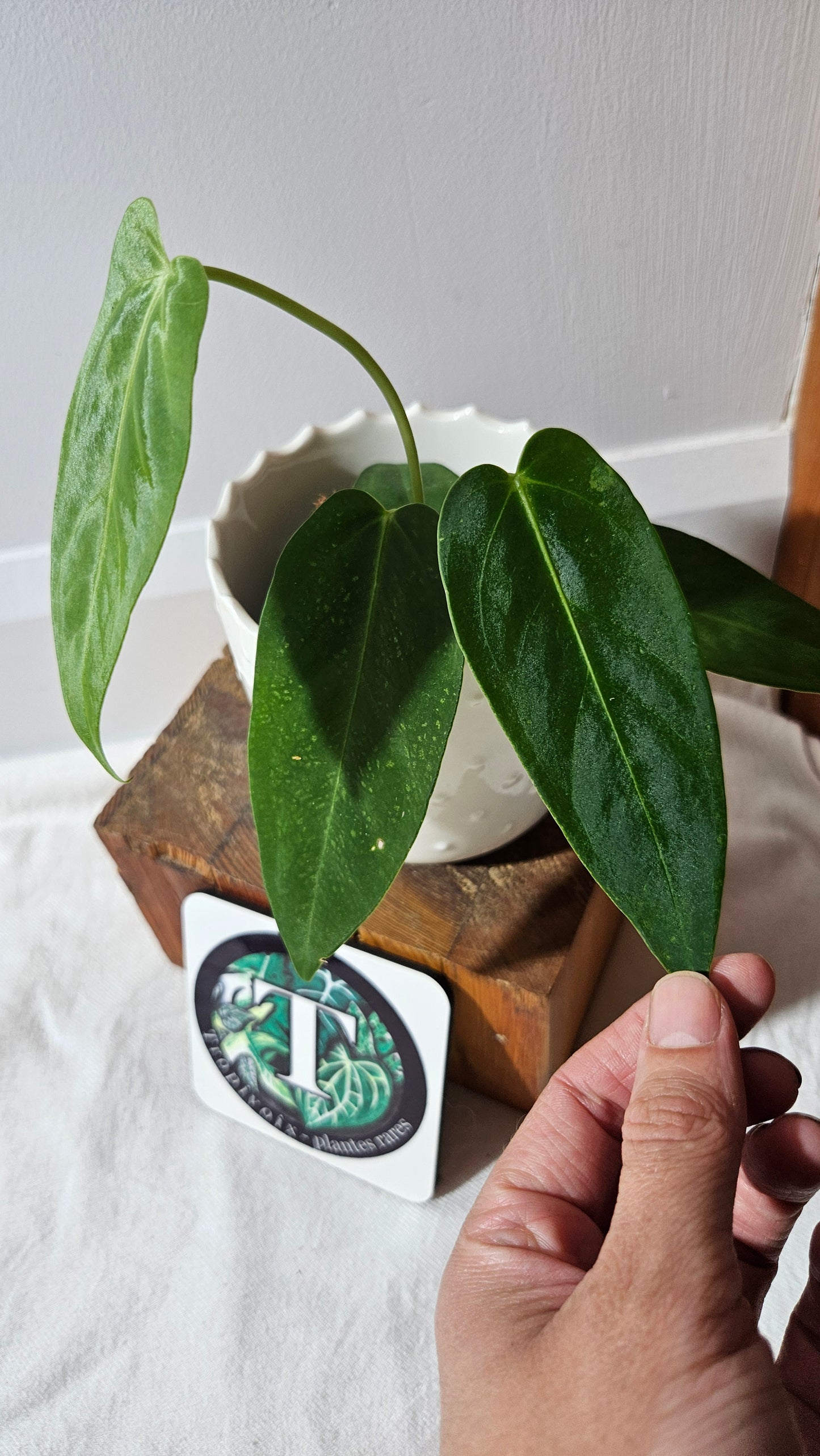 Anthurium Cirinoi X Forgetti "format MOYEN"(ANT-434)
