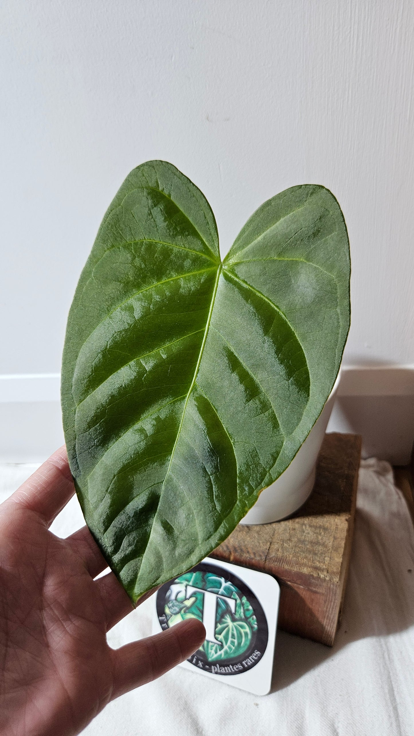 Anthurium Moira Velvet "format MOYEN" (ANT-568)