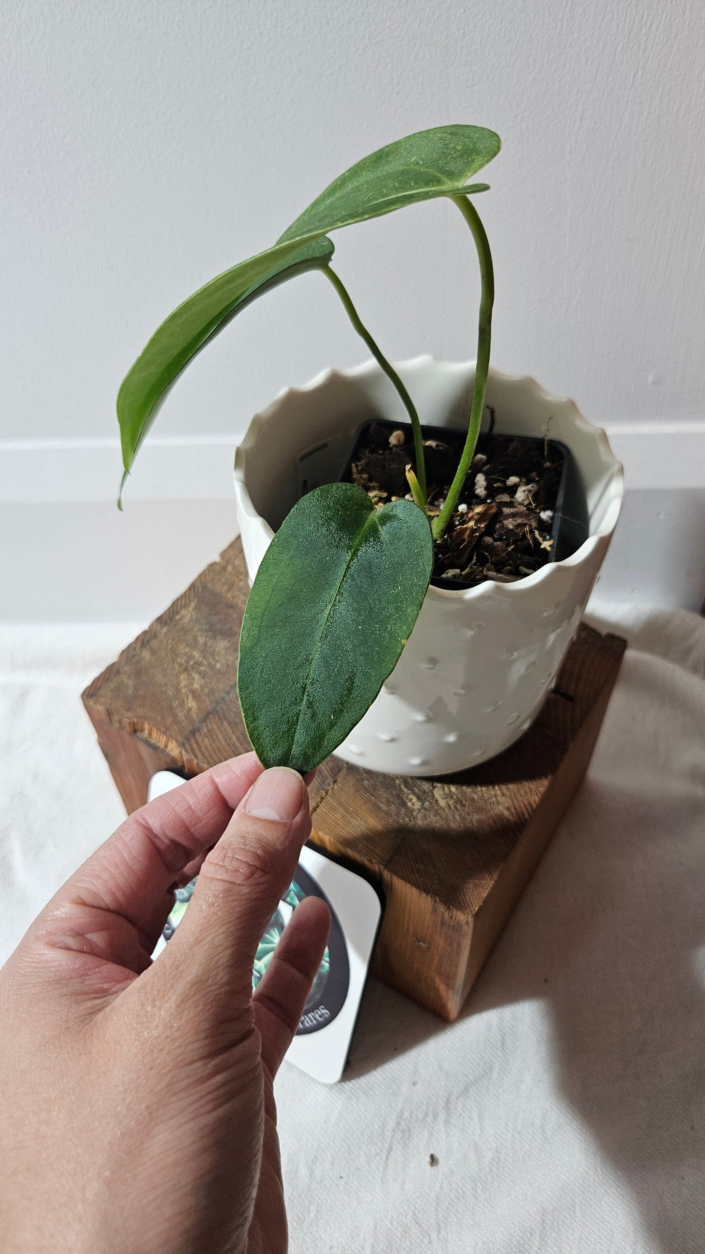 Anthurium Cirinoi aff Black Velvet "format MOYEN"(ANT-433)