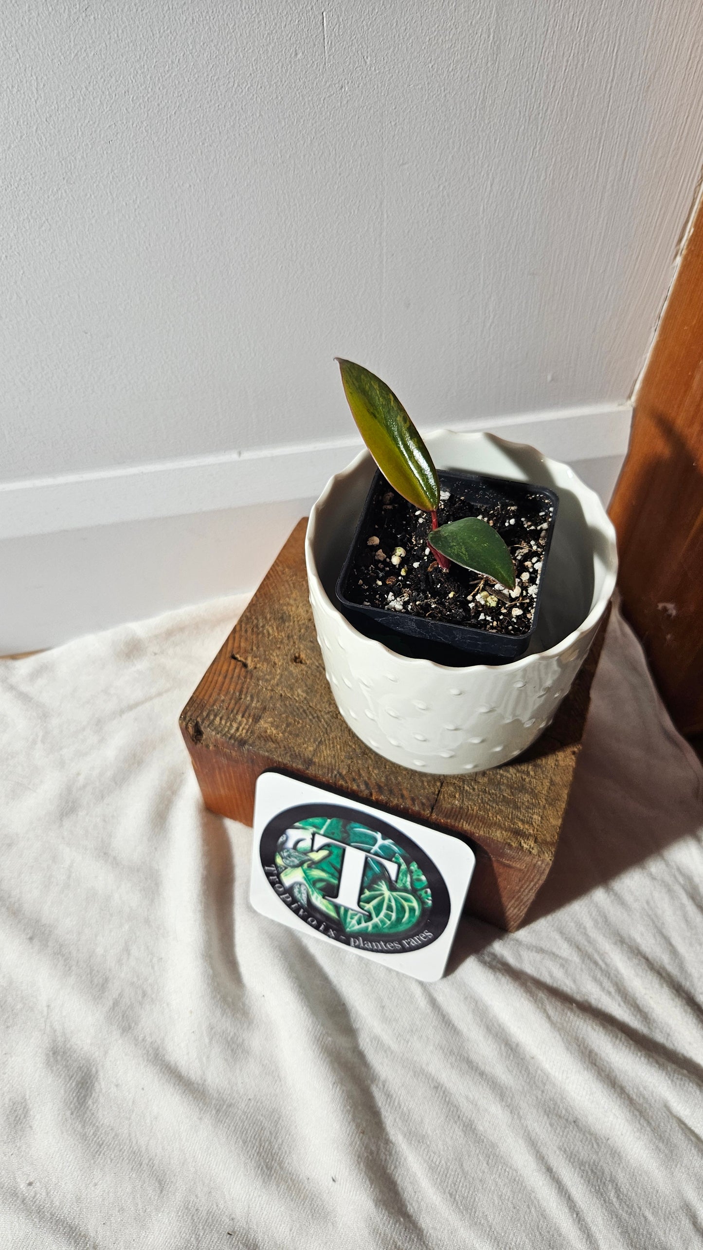 Philodendron Strawberry Shake (PHI-758)