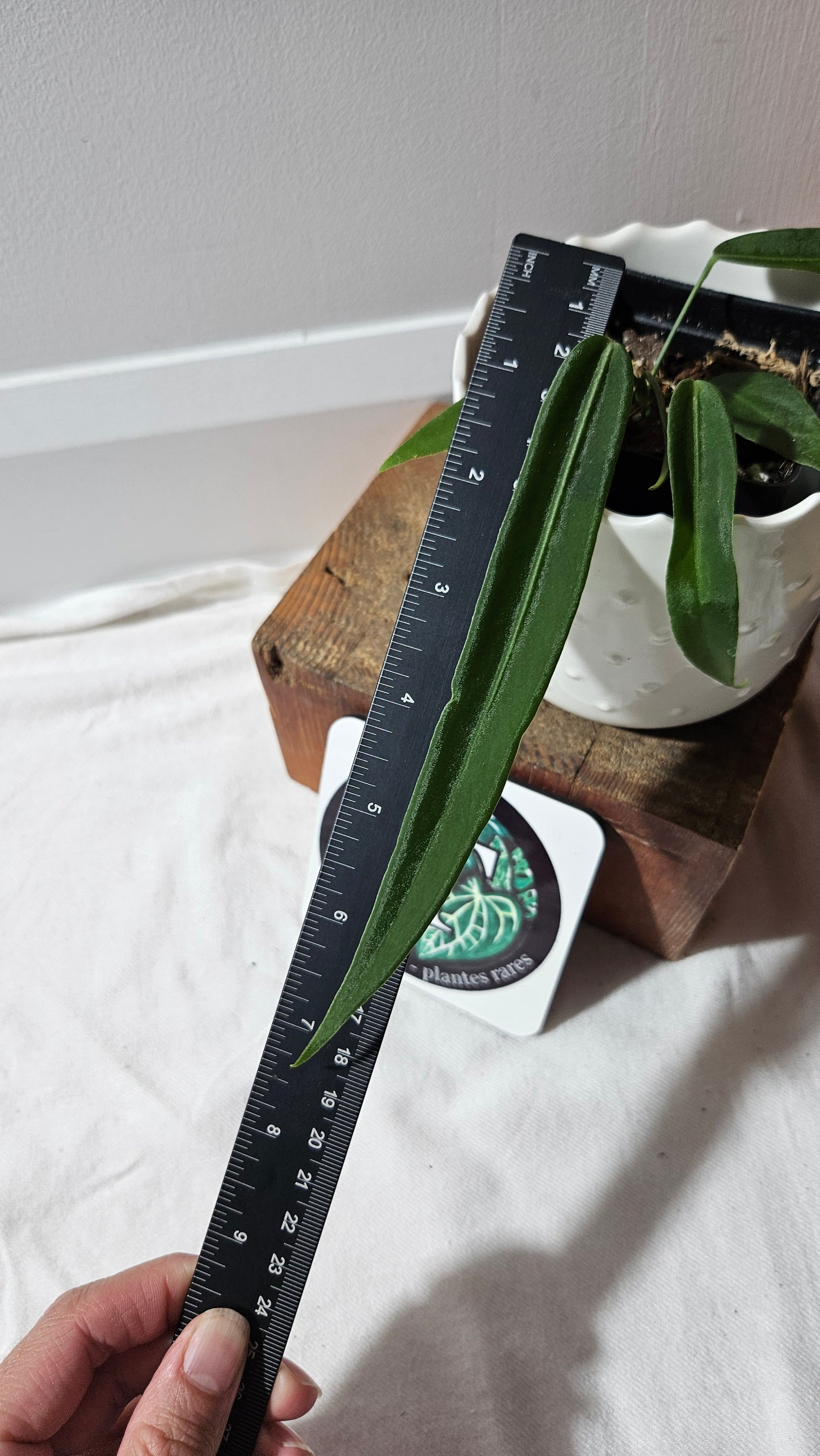 Anthurium Pallidiflorum Super Black "format MOYEN"(ANT-448)