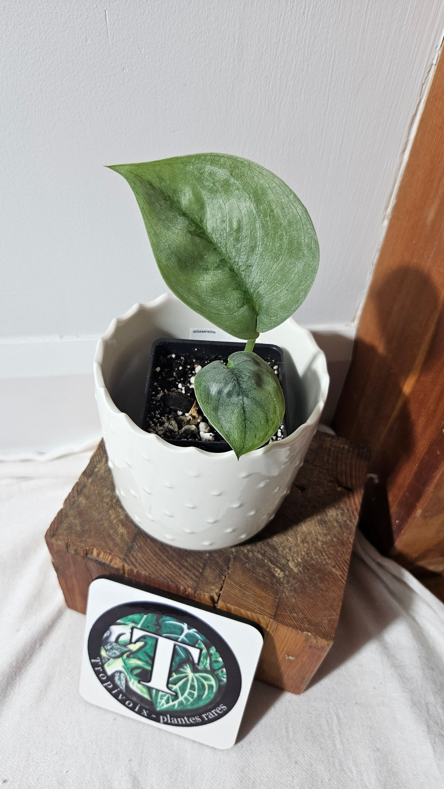 Scindapsus Silver Lava (SCI-1023)