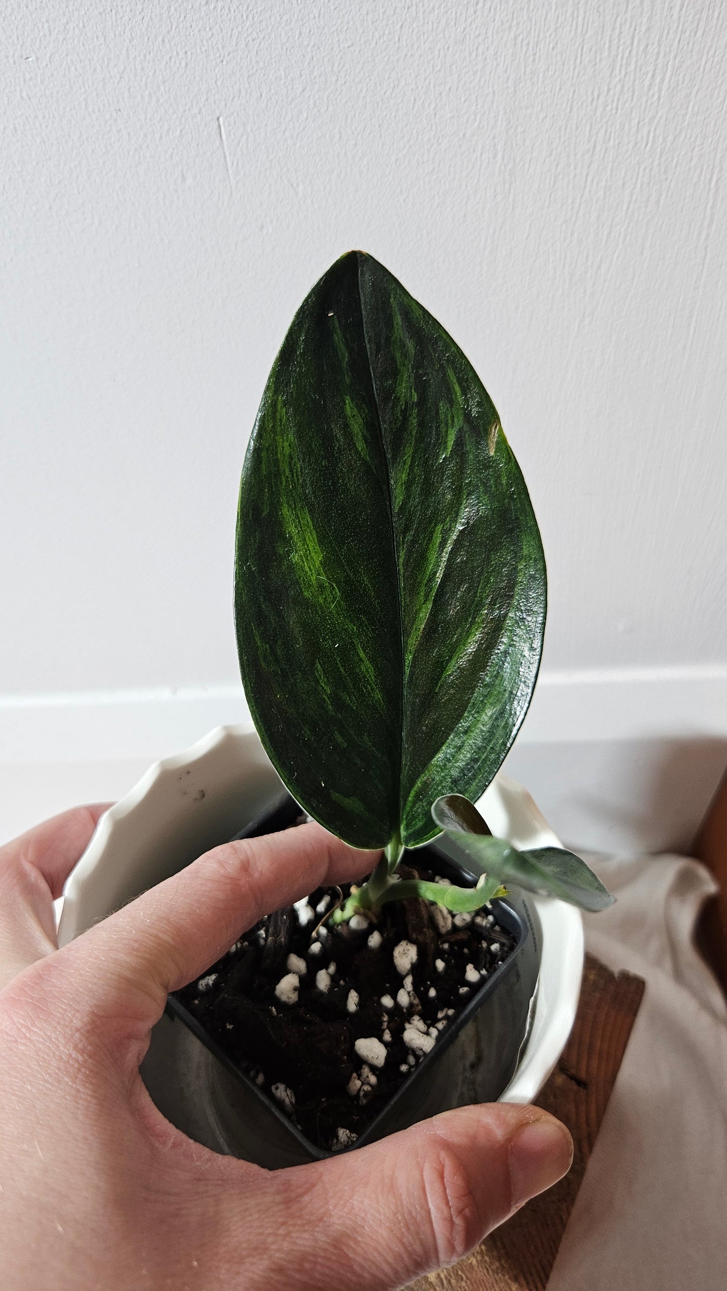 Scindapsus Treubii Dark Form Néon/Mutation (SCI-1010)