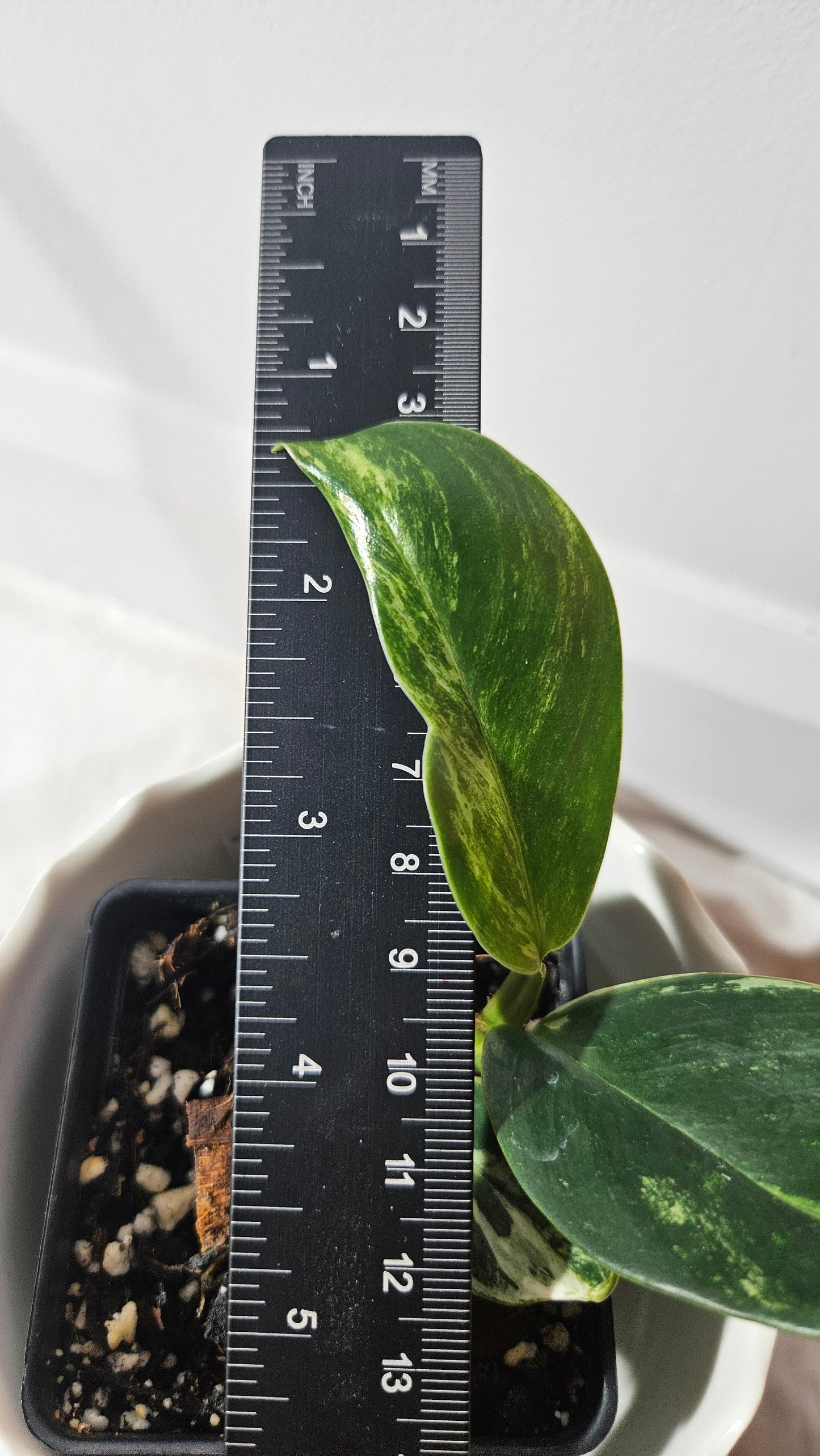Rhaphidophora Elliptifolia Variegata (AUT-069)
