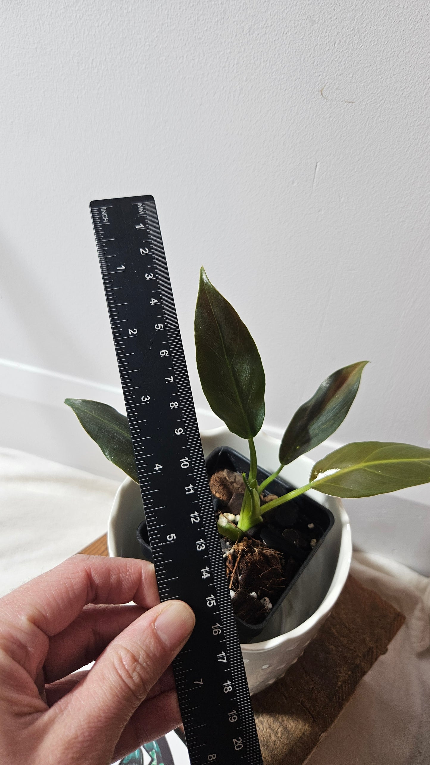 Philodendron Subhastatum Blood (PHI-719)