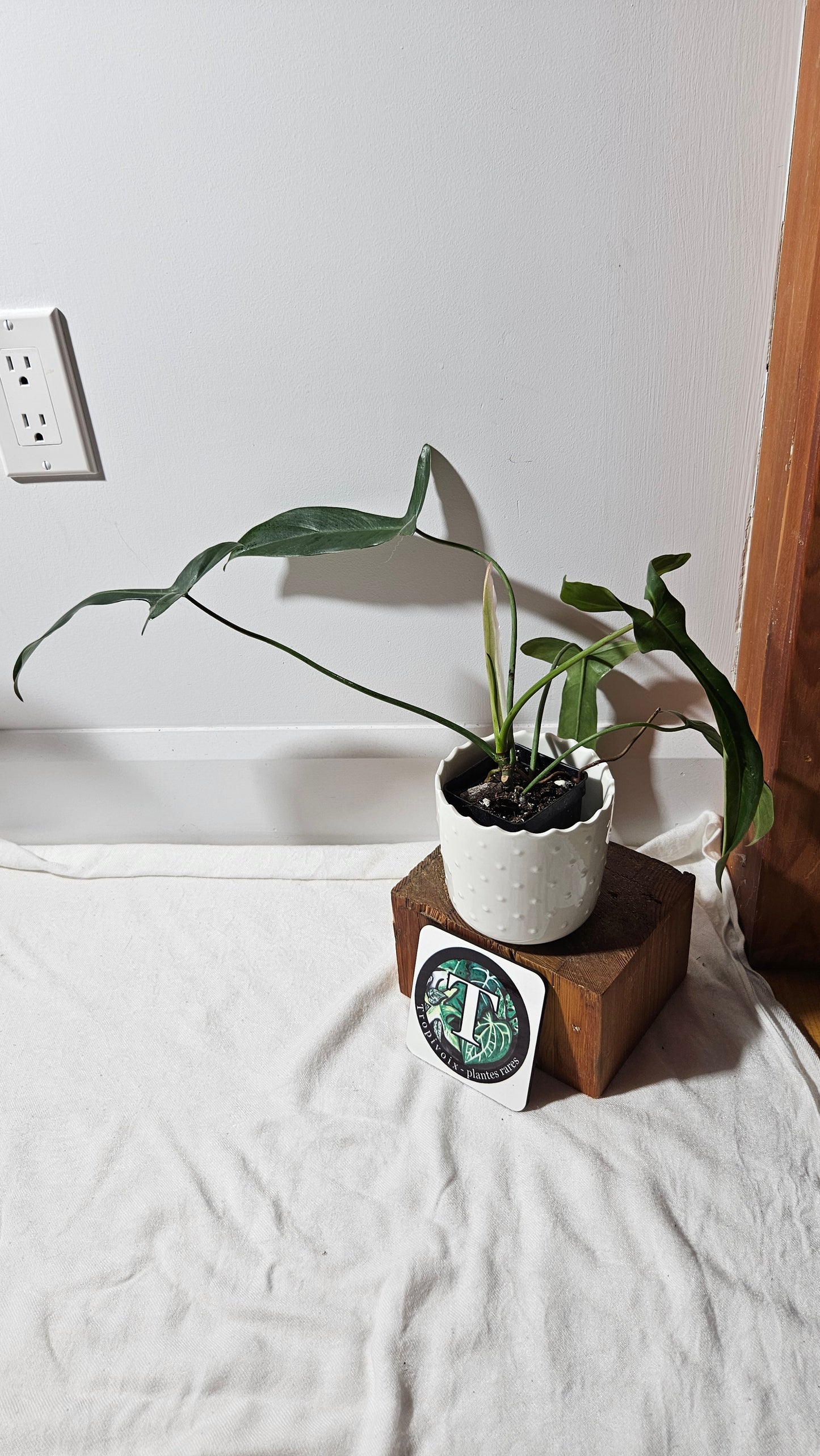 Philodendron Longilobatum (PHI-401)