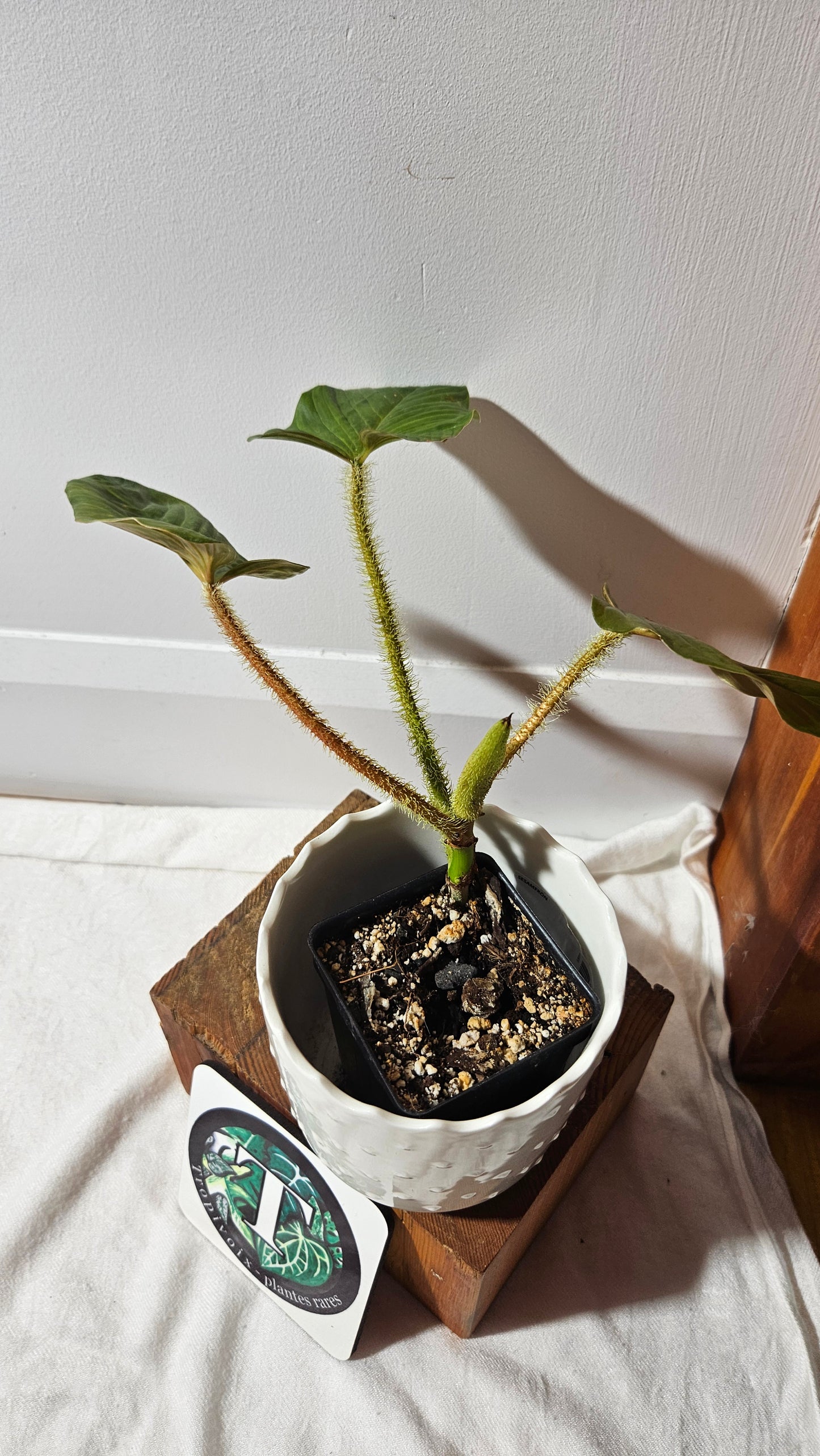Philodendron Serpens (PHI-810)
