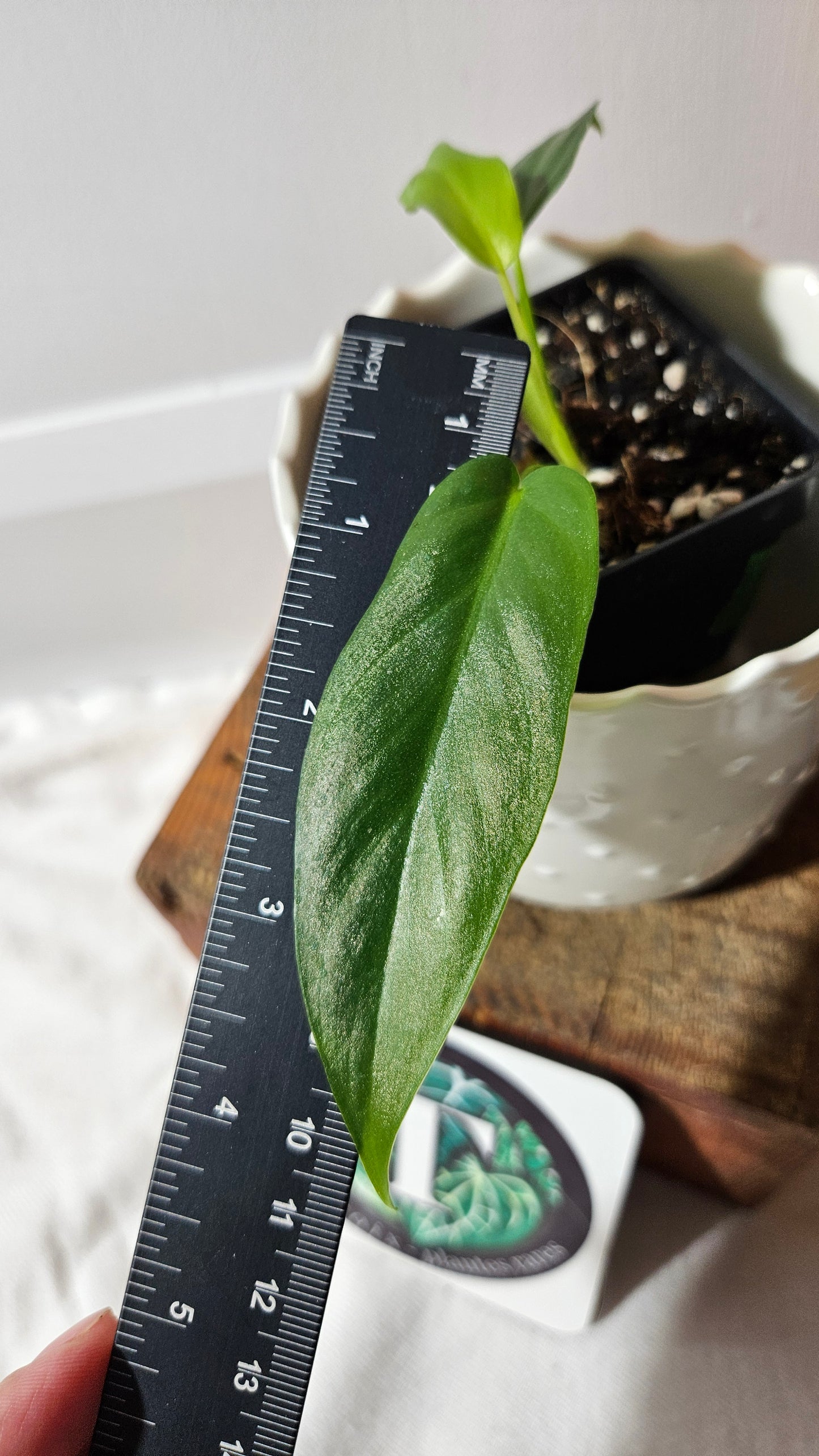 Philodendron Florida Beauty X Bob Cee REVERT(PHI-927)