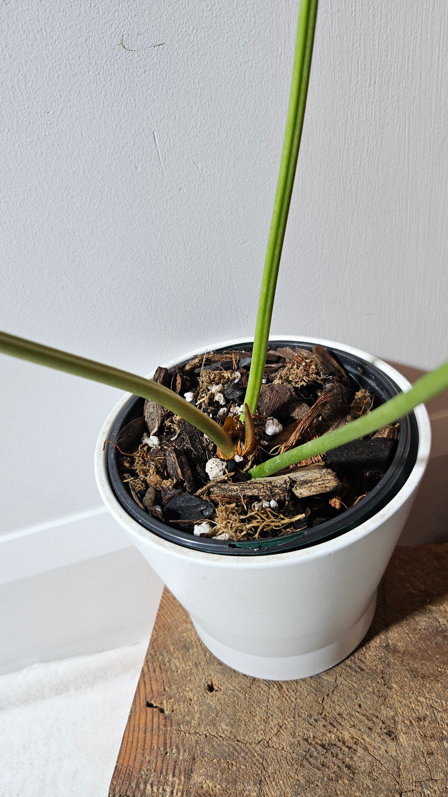 Anthurium Brownii/Corong "format LARGE" (ANT-553)