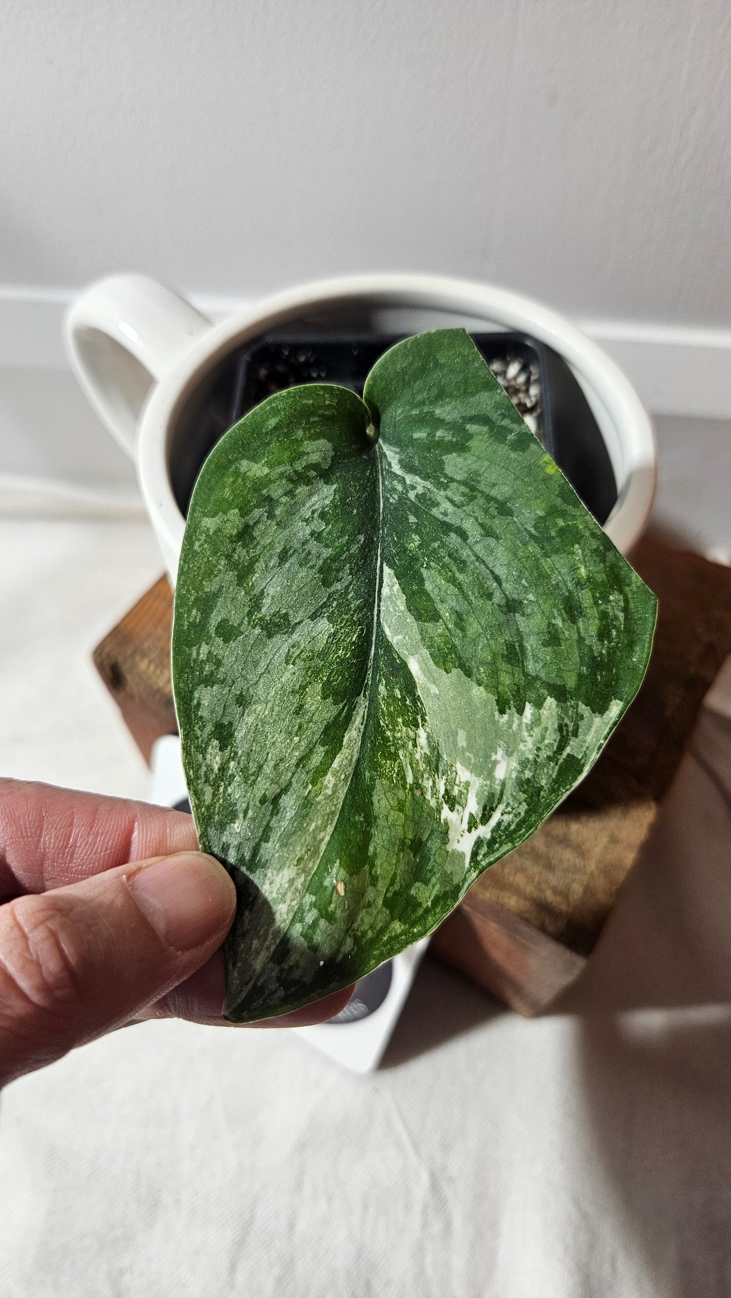 Scindapsus Exotica Salaka Variegata (SCI-845)