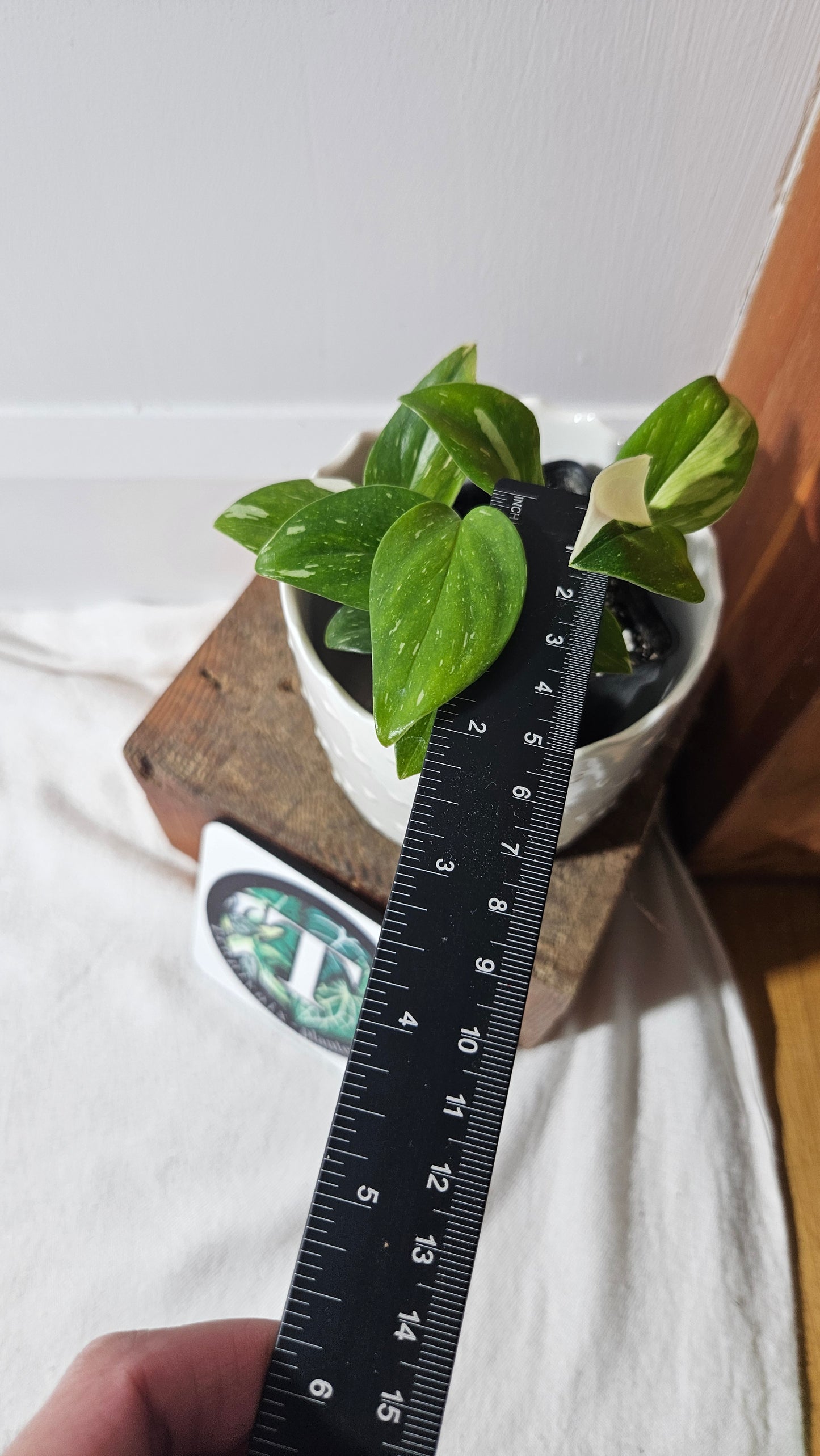 Monstera Standleyana Albo (MON-407)