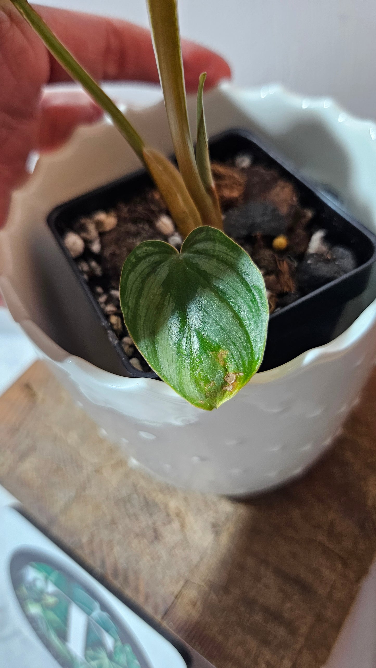 Philodendron Mamei White (PHI-872)