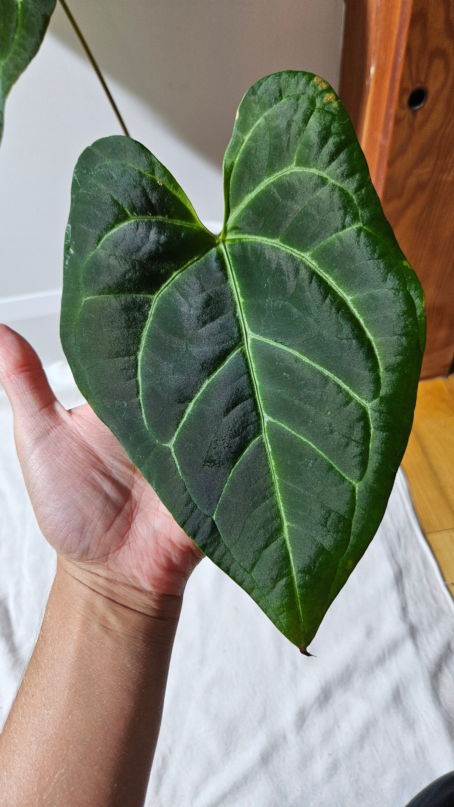 Anthurium Papillilaminum Hybrid "format XLARGE" (ANT-508)