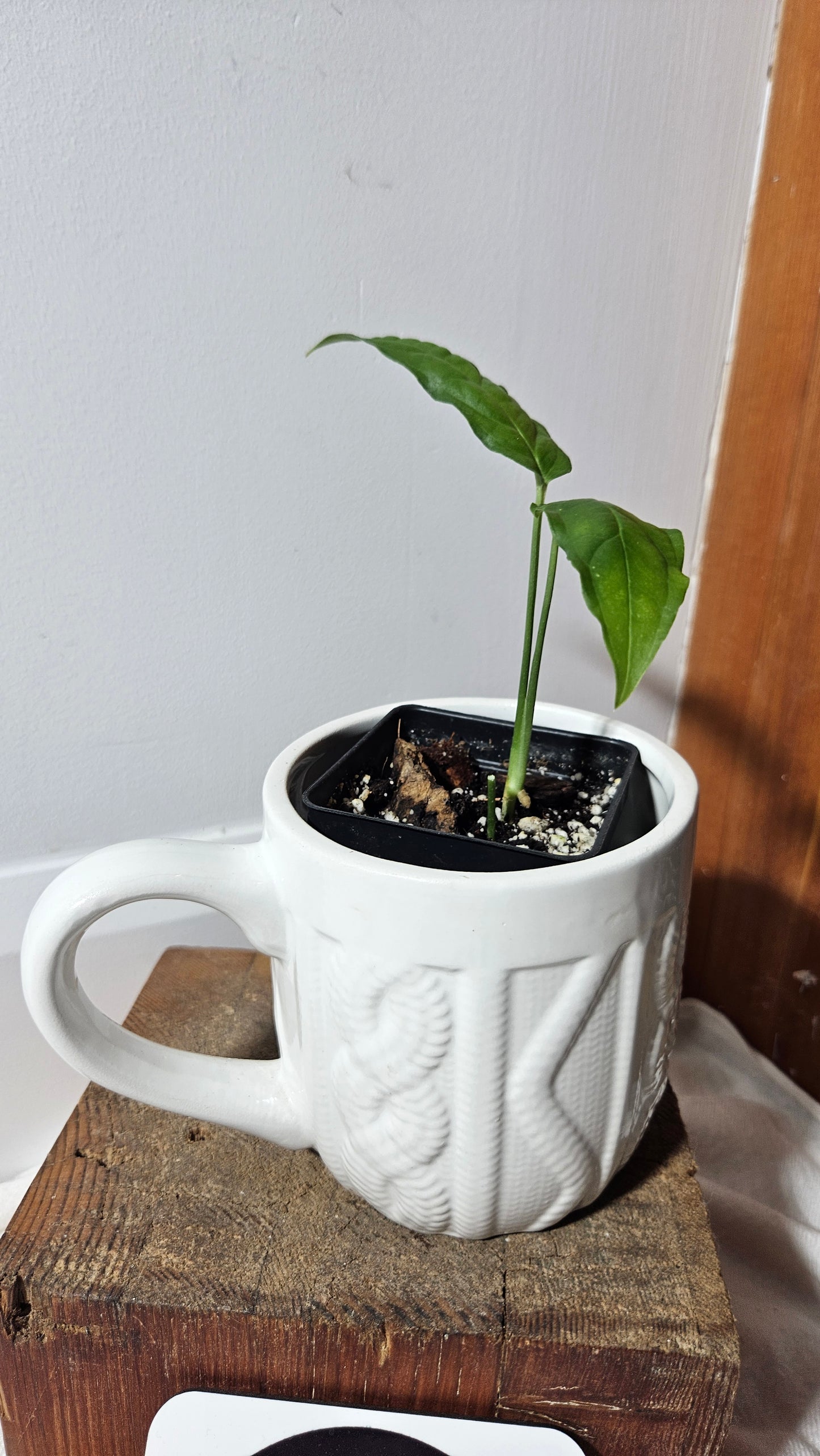 Monstera Obliqua Aff Amazonas (MON-326)