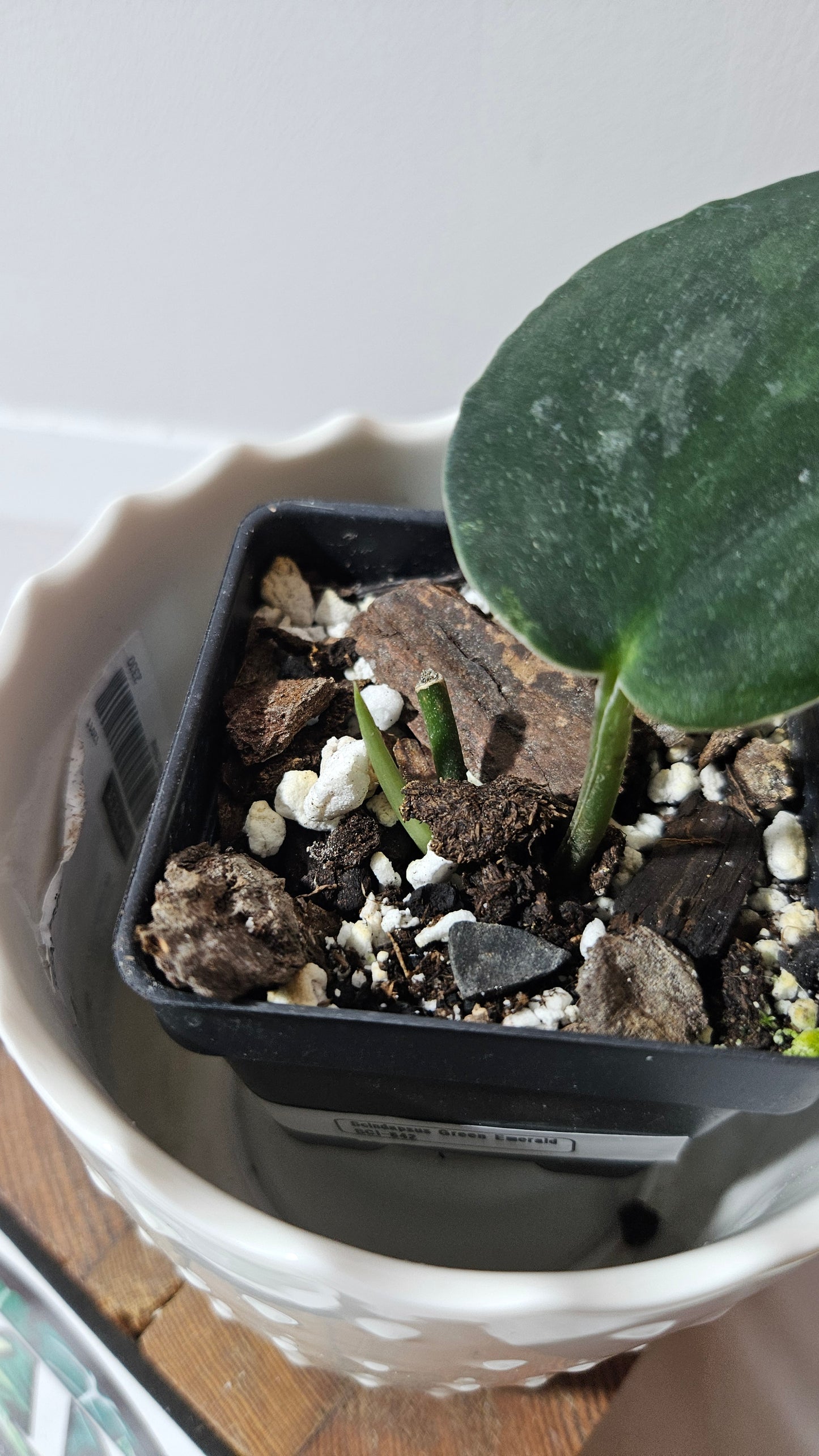 Scindapsus Green Emerald (SCI-842)