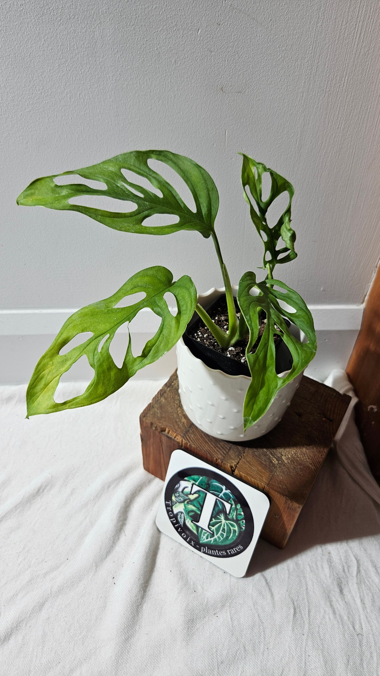 Monstera Obliqua Aff Tena (MON-065)