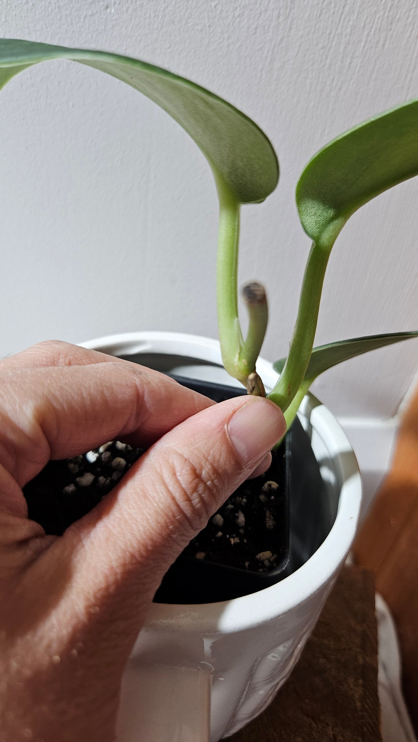 Scindapsus Blurik (SCI-1114)