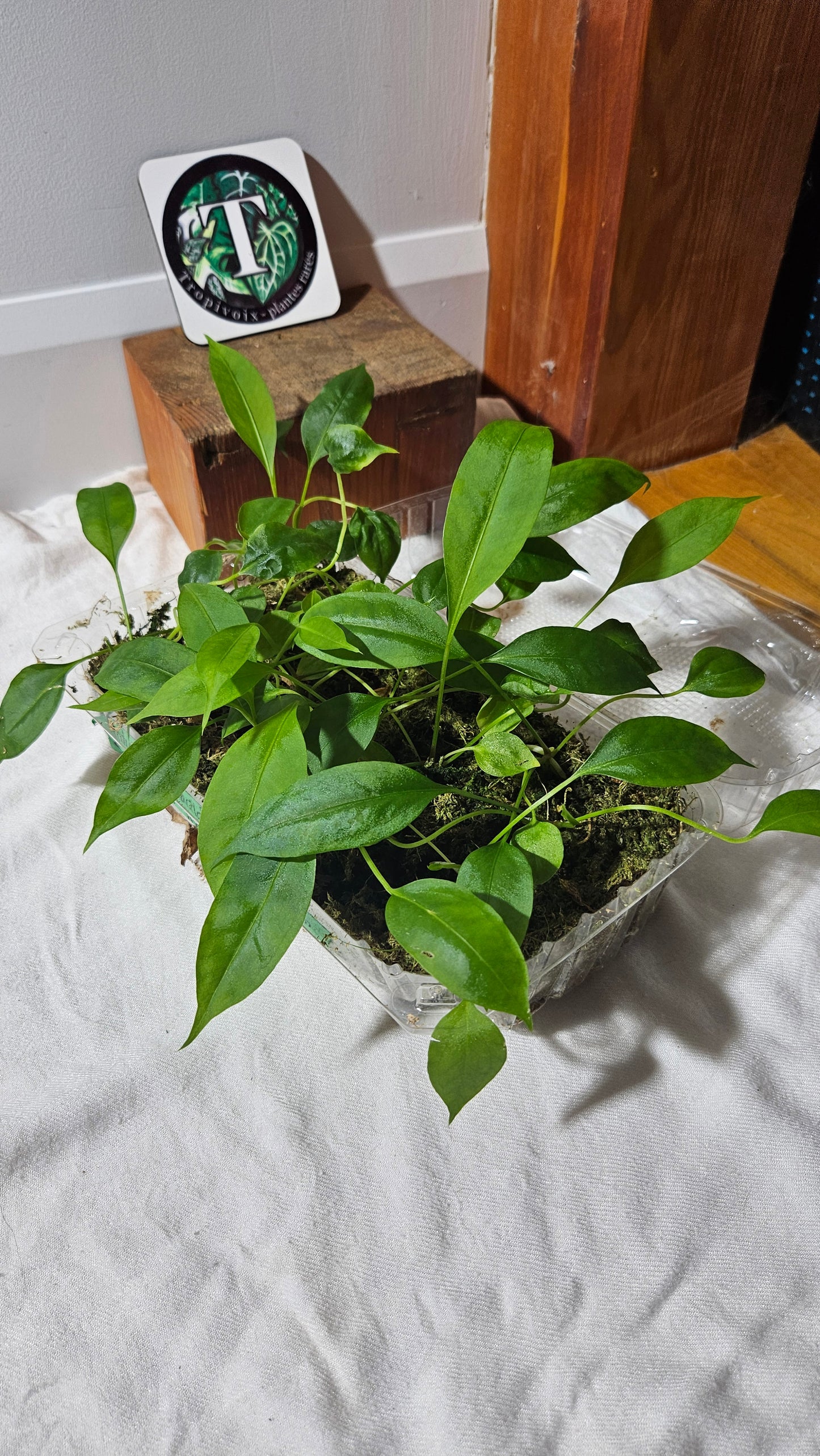 Anthurium Gracile "format SEEDLING"