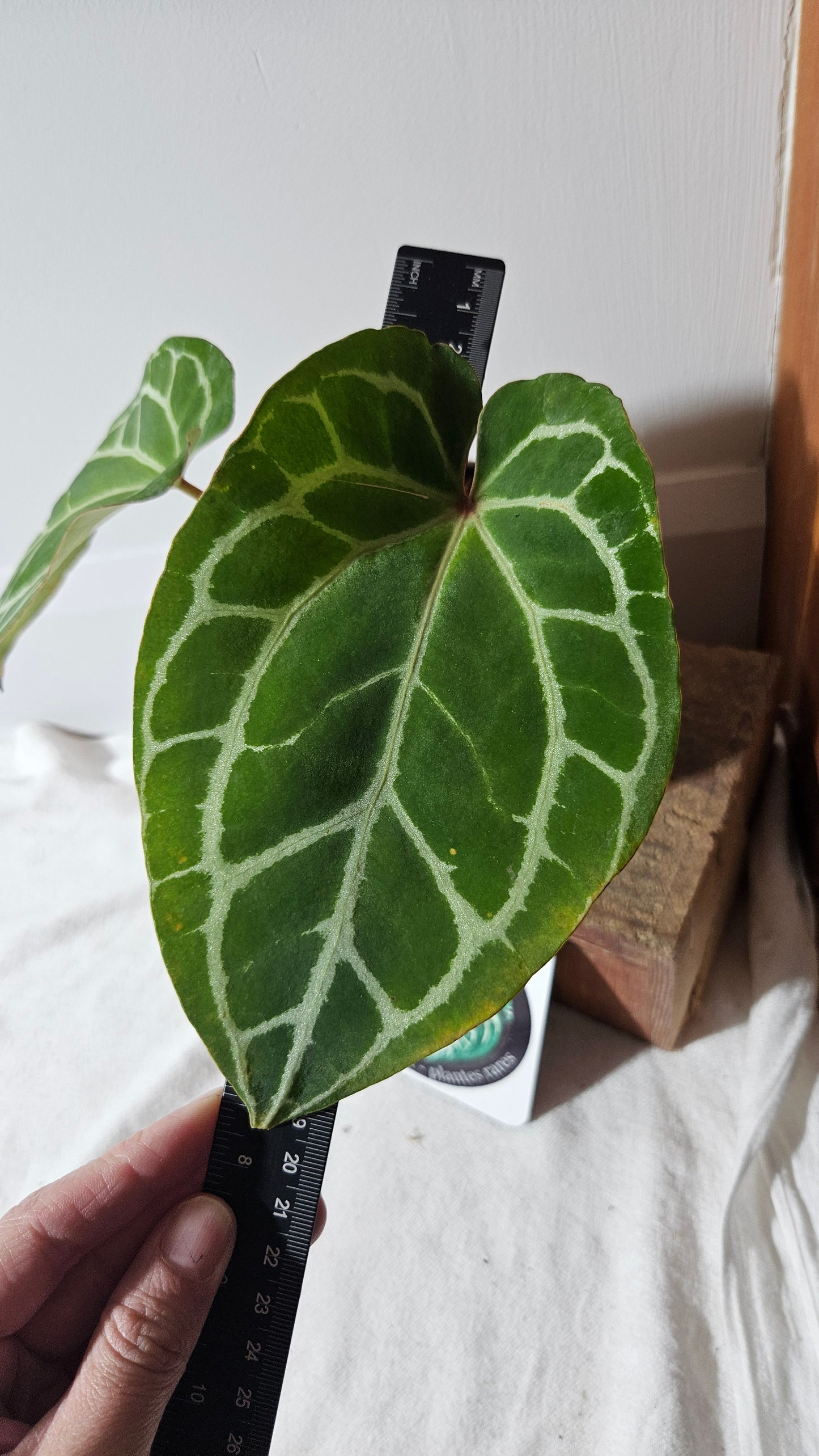 Anthurium Crystallinum (d'équateur) "format MOYEN" (ANT-387)