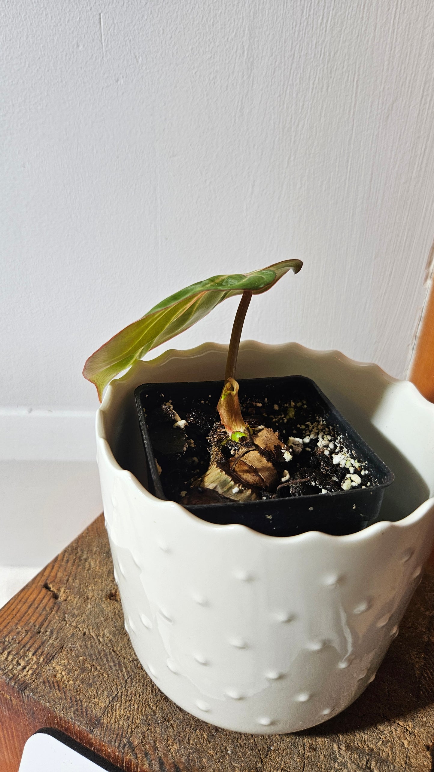 Philodendron Gloriosum Radiante (PHI-784)