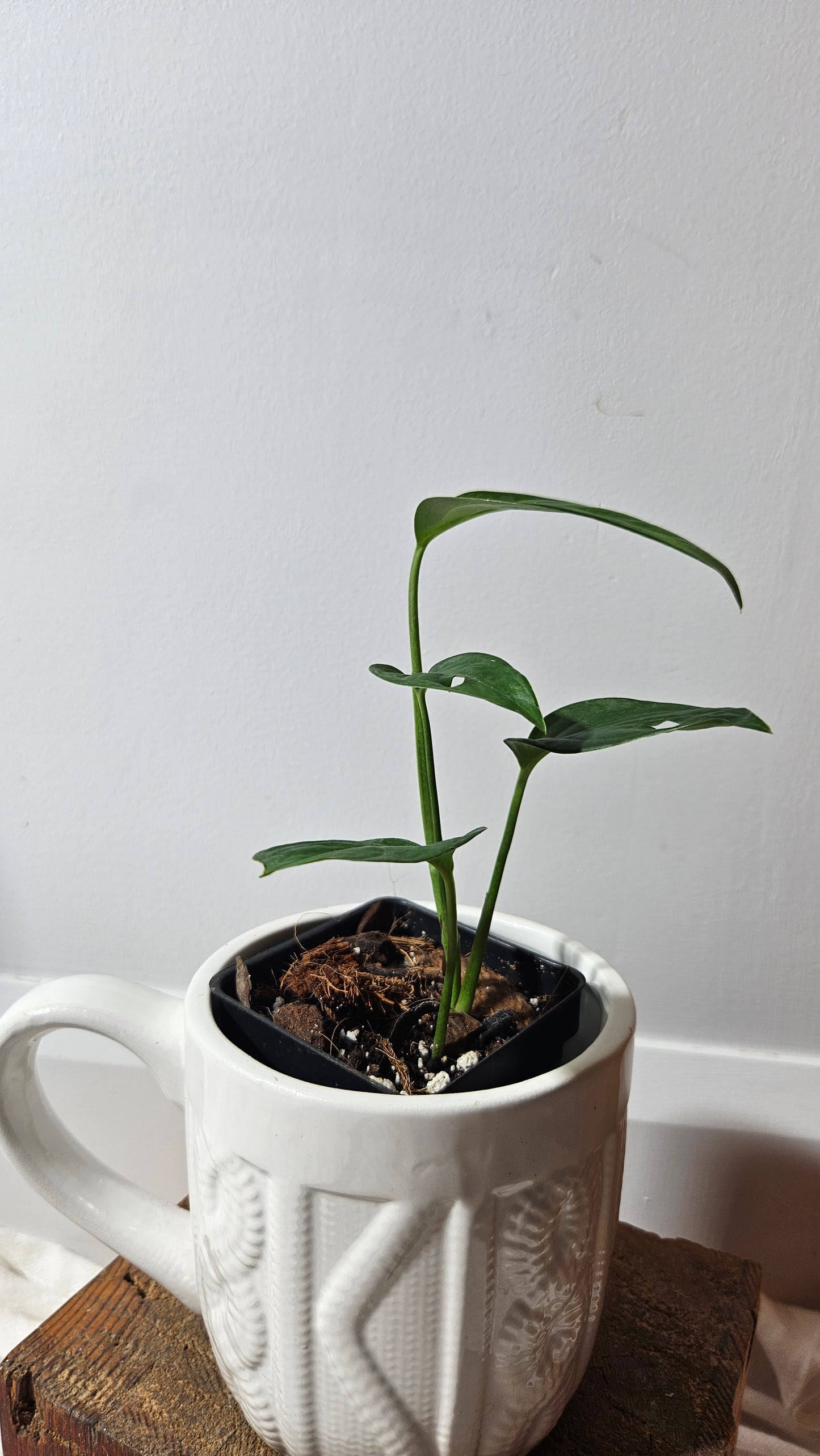 Monstera Obliqua Aff Indanza (MON-281)