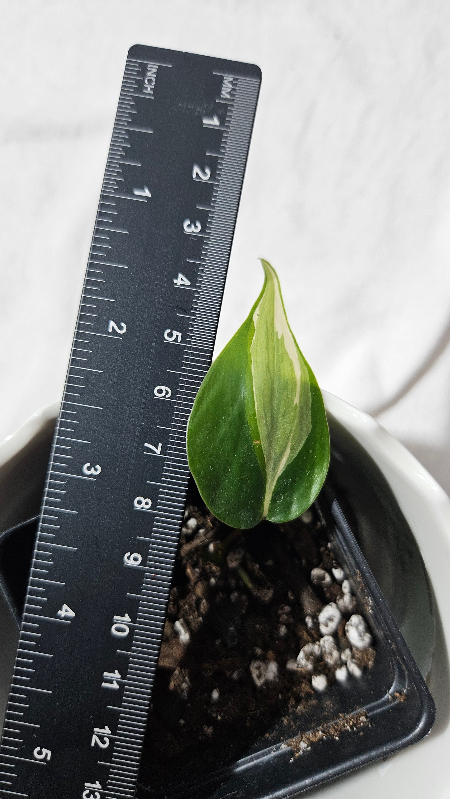 Philodendron Hederaceum Rio (PHI-821)