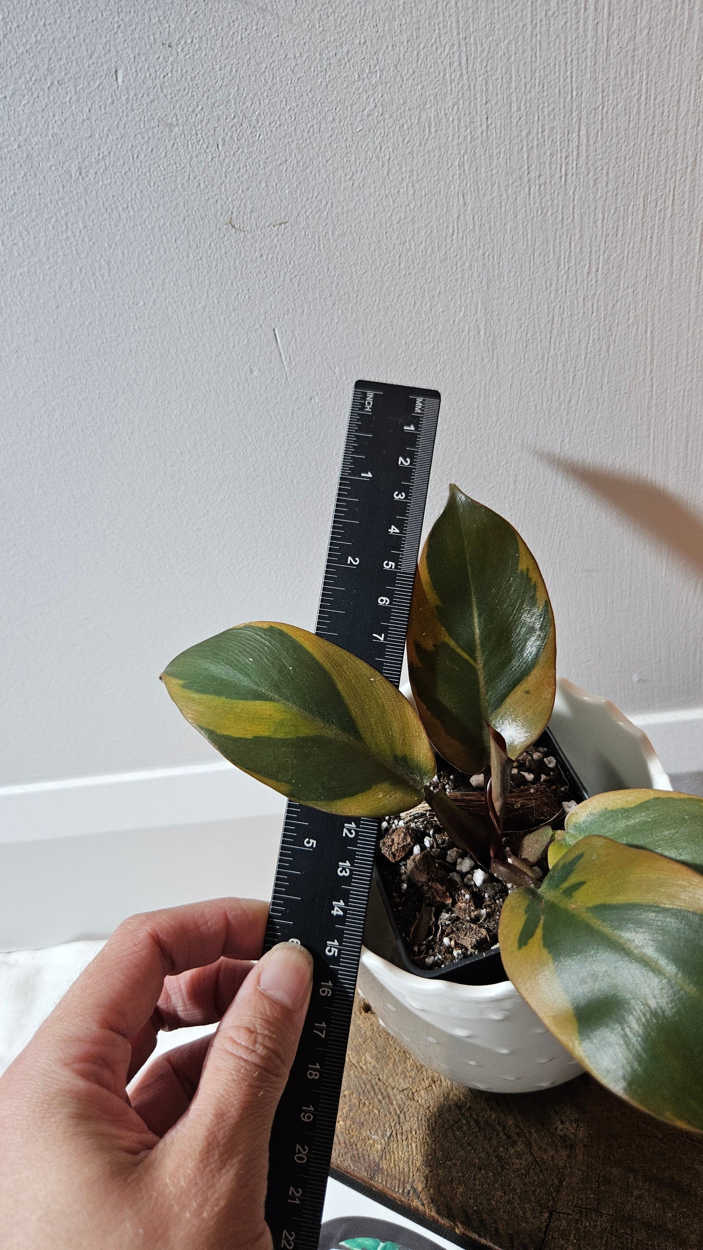 Philodendron Black Cardinal Variegata (PHI-889)