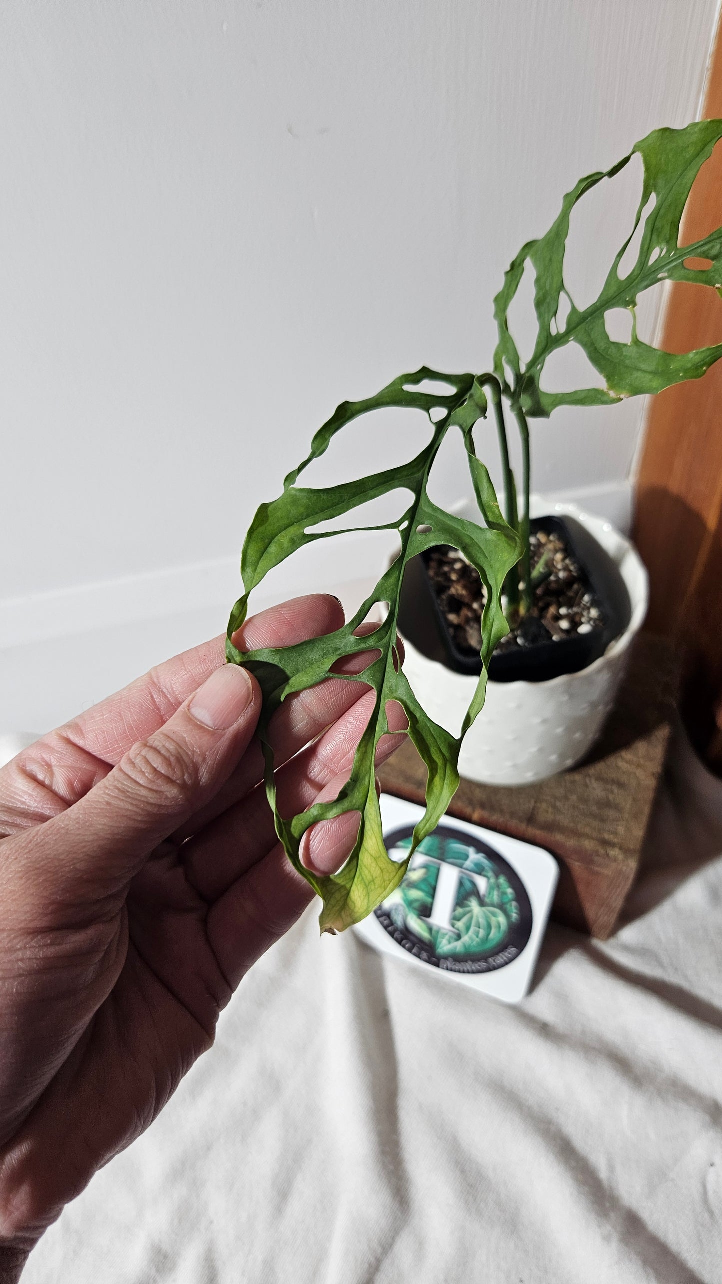 Monstera Obliqua Peru (MON-346)