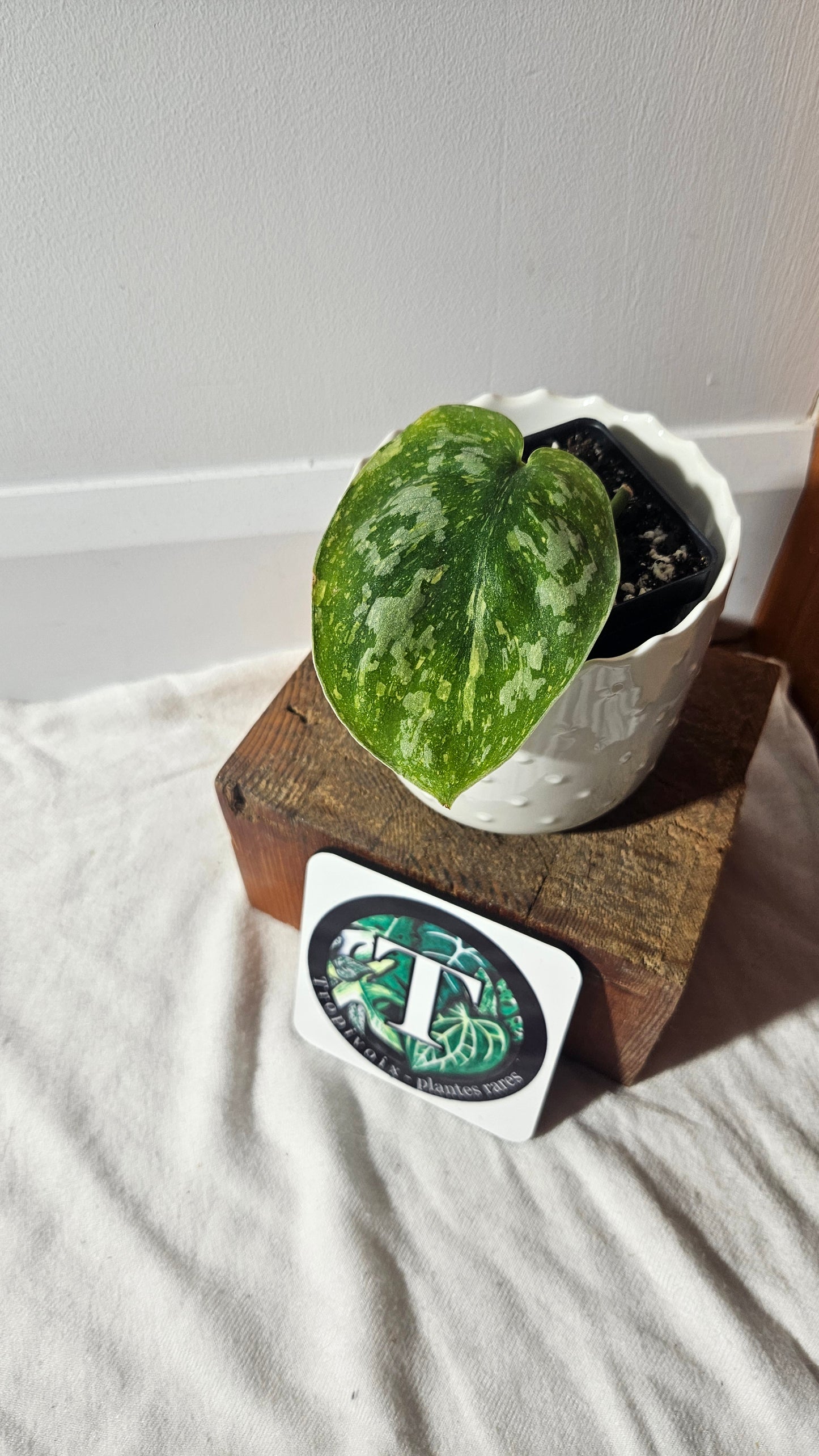 Scindapsus Baticon (SCI-923)