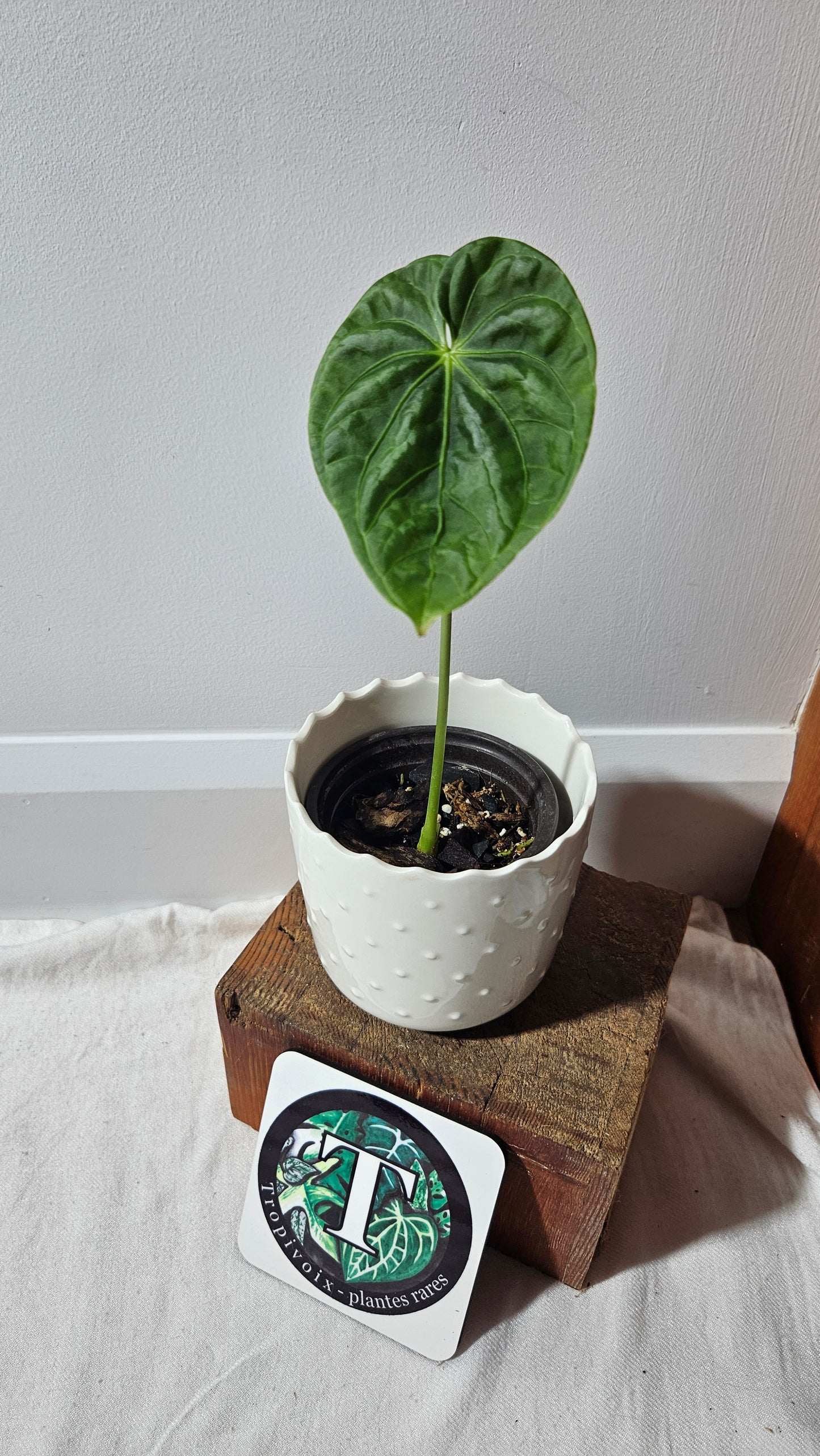 Anthurium Gumnopus Aff Tamarindo "format MOYEN" (ANT-479)