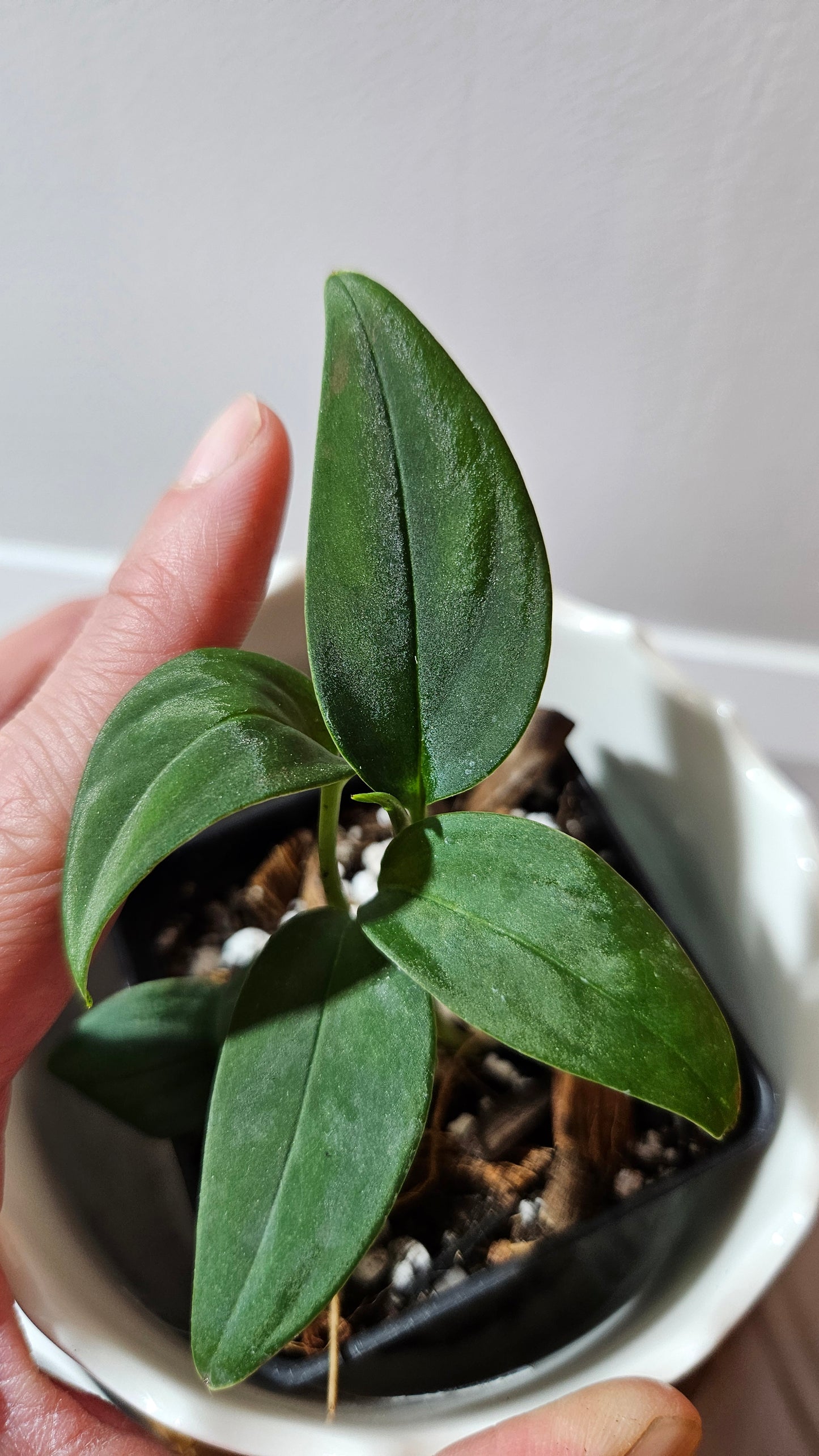 Monstera Obliqua Aff Black (MON-444)
