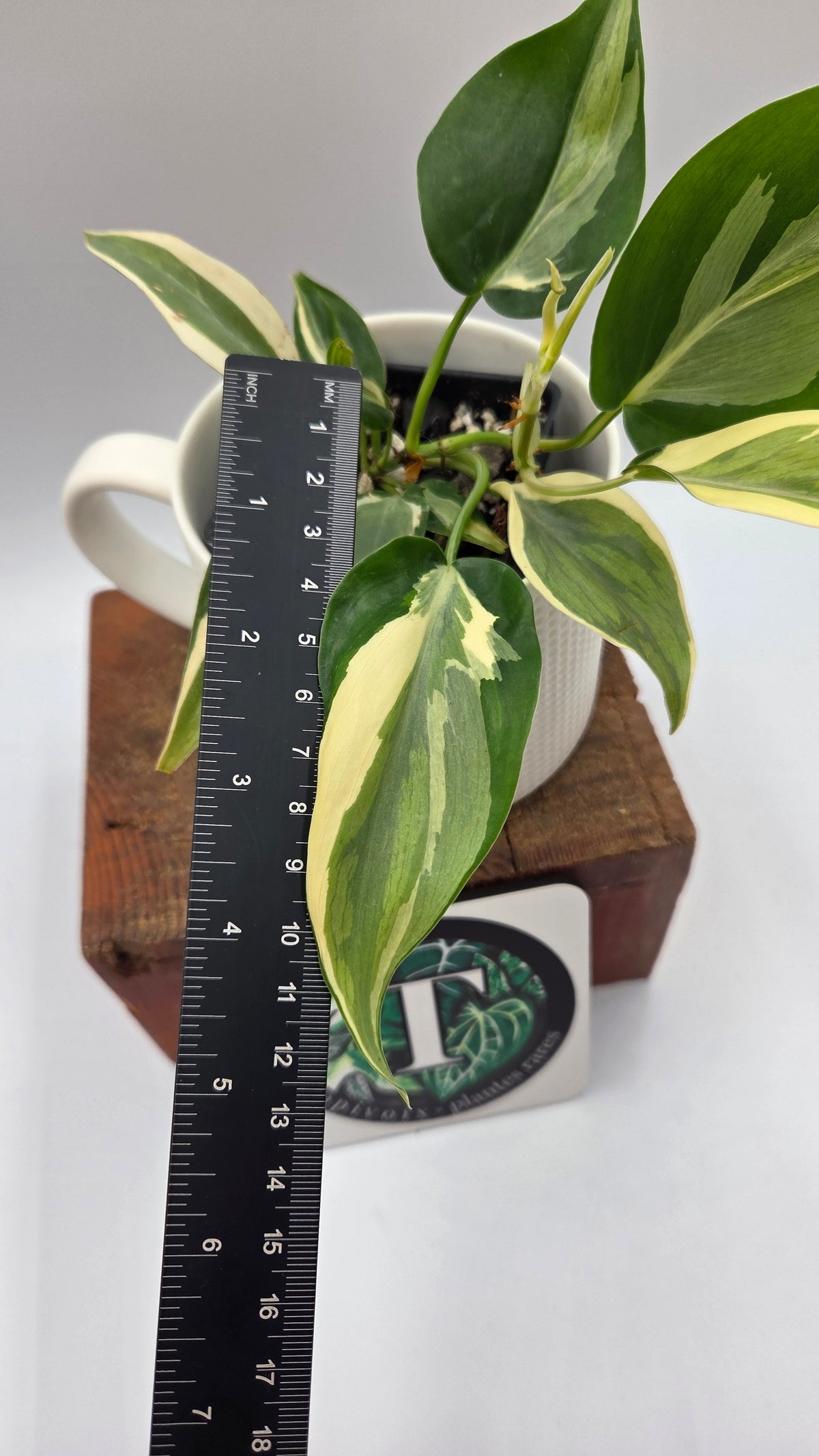 Philodendron Hederaceum Rio (PHI-1107)