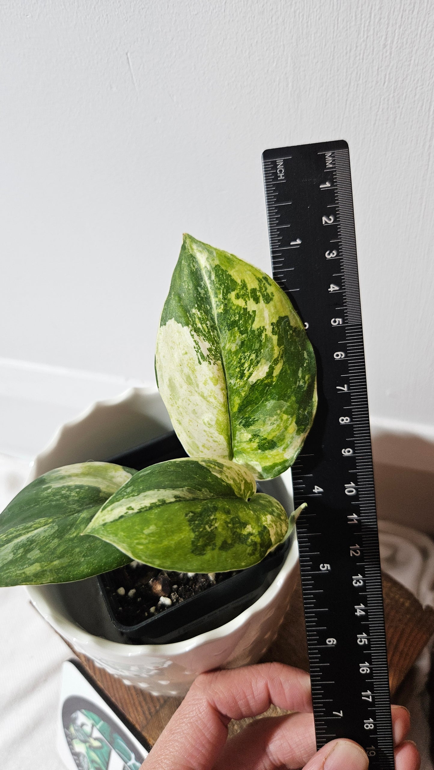 Scindapsus Dark satin Tricolore (SCI-1042)