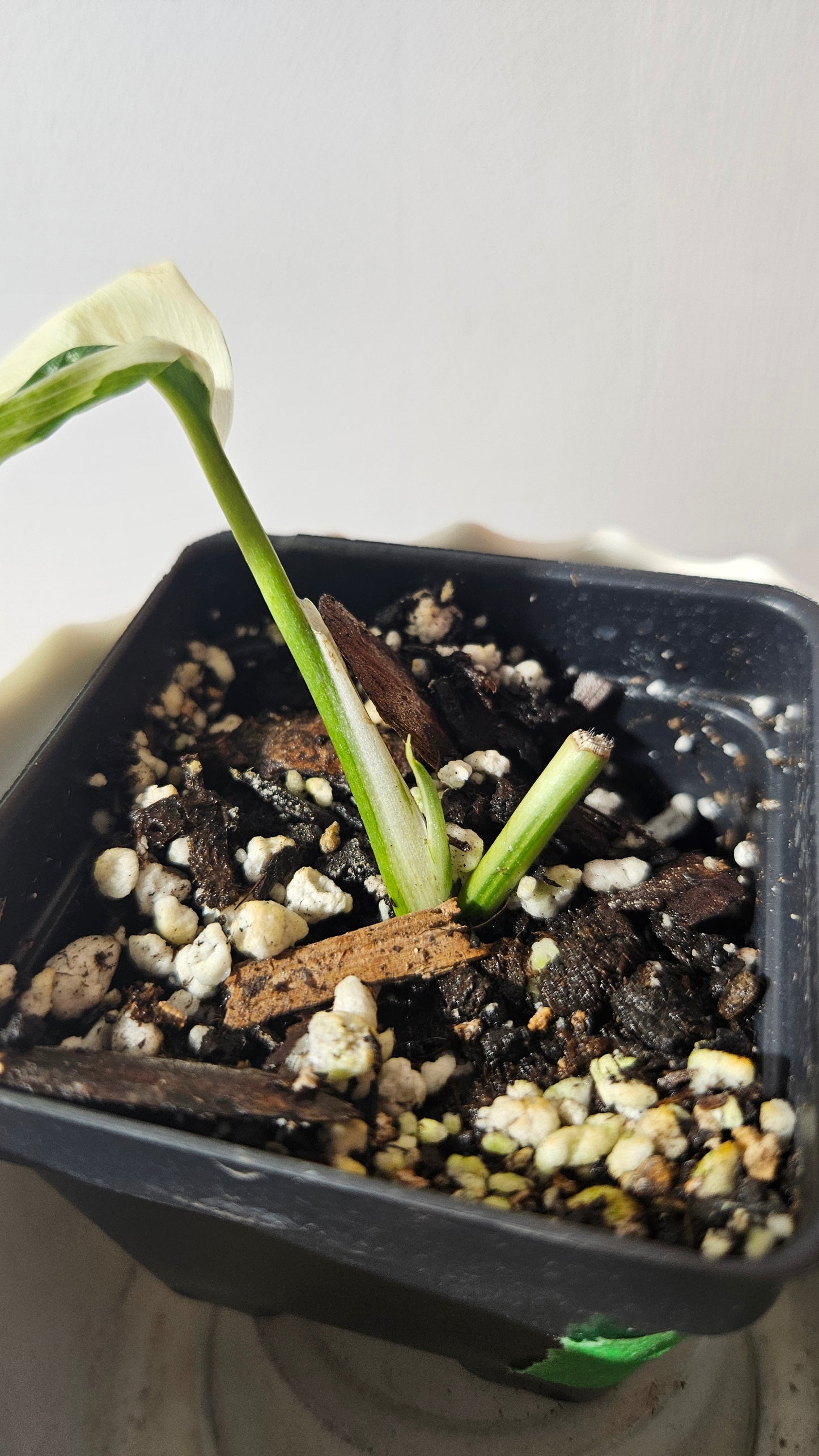 Scindapsus Blue Albo (SCI-948)