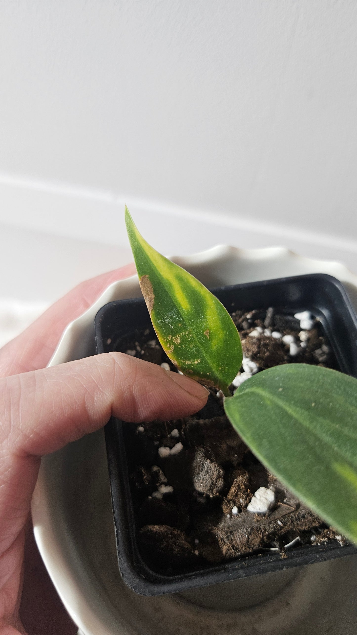 Scindapsus Coriaceus Aurea (SCI-941)