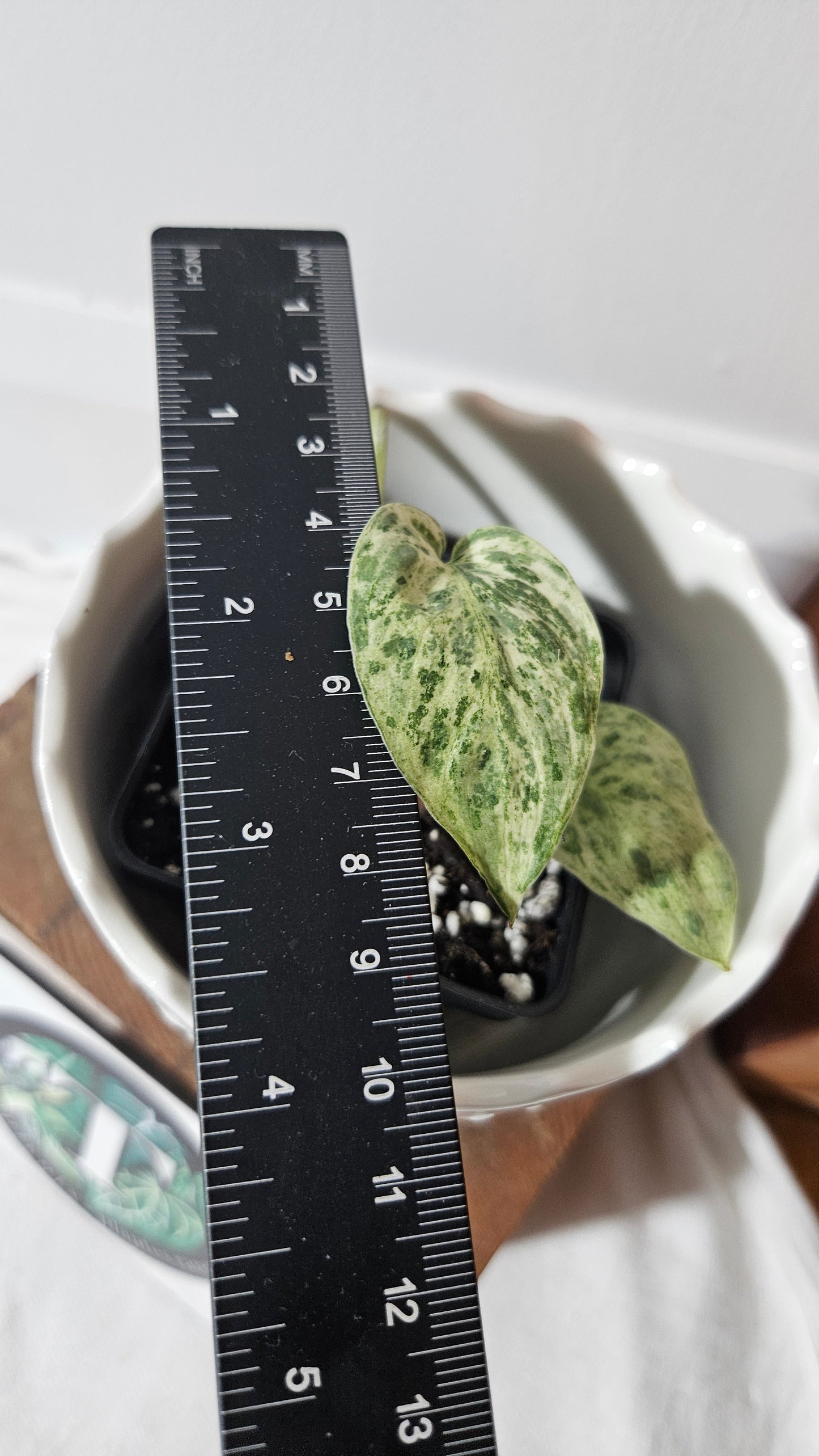 Scindapsus Silver Cloud variegata (SCI-1027)