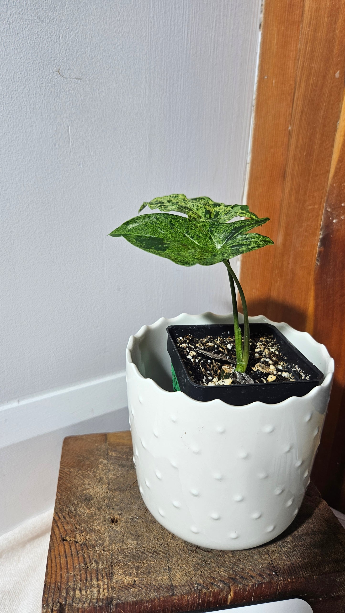 Syngonium Mojito (SYN-394)