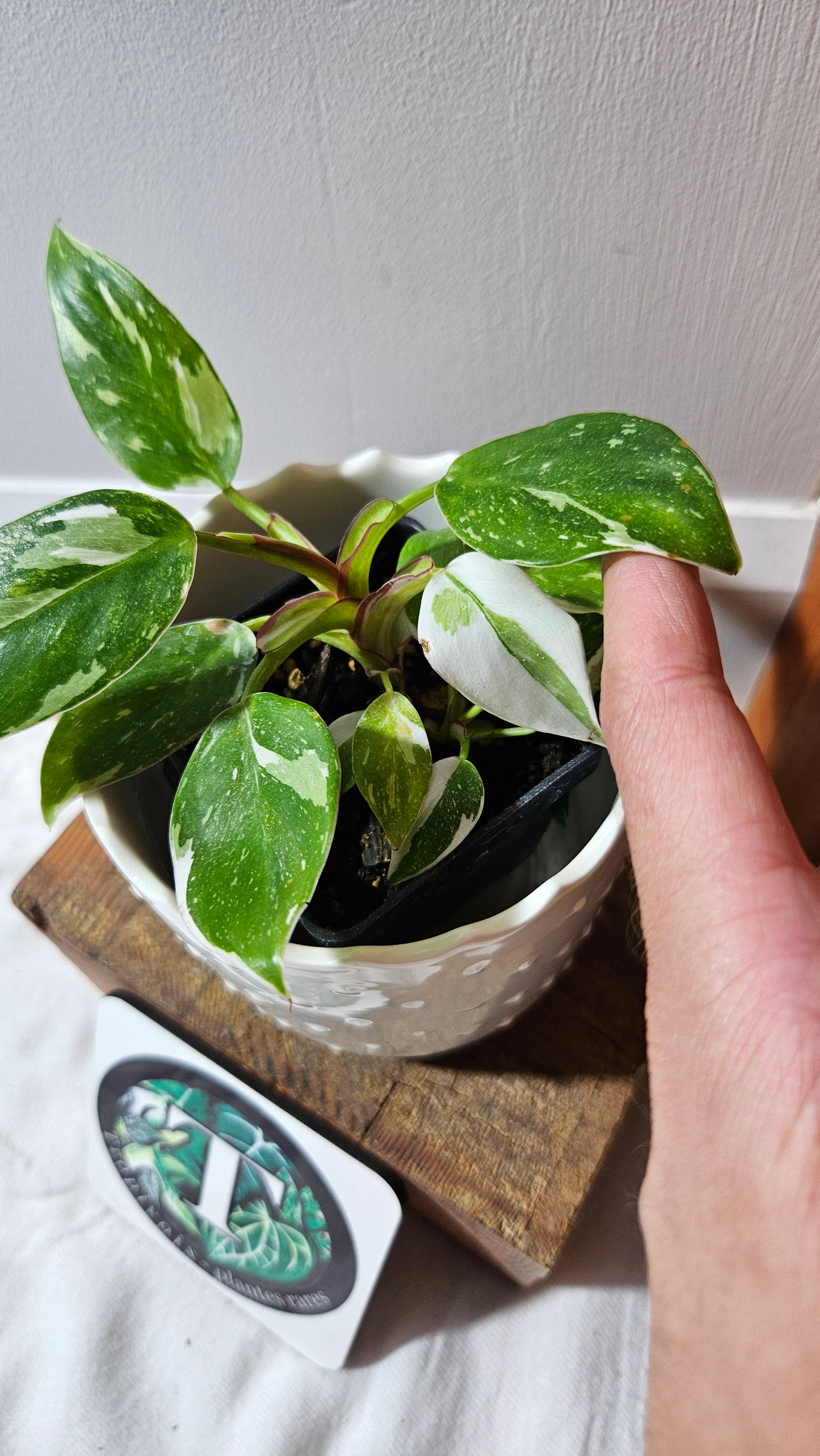 Philodendron White Princess (PHI-882)