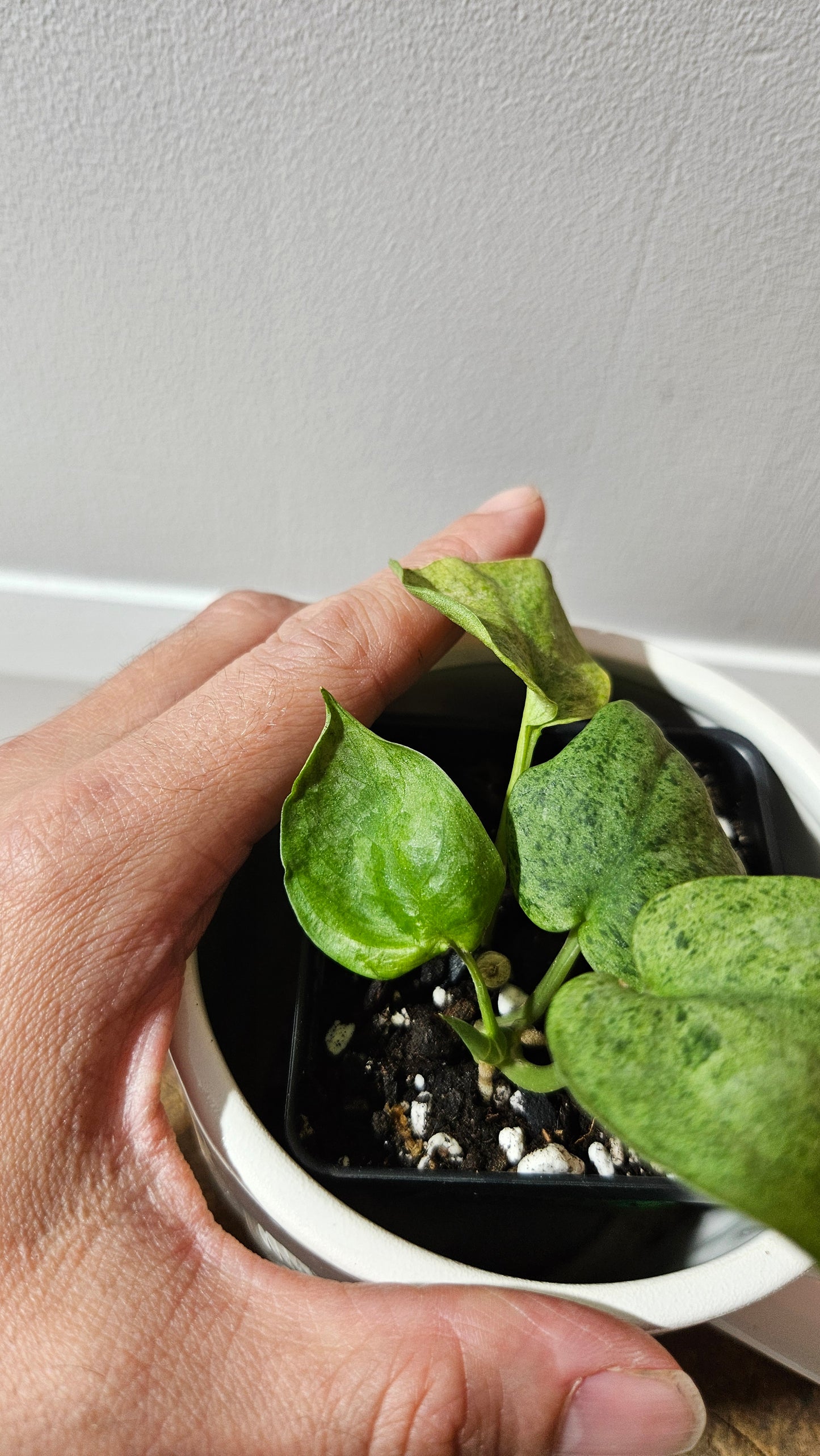 Scindapsus Mojito (SCI-1174)