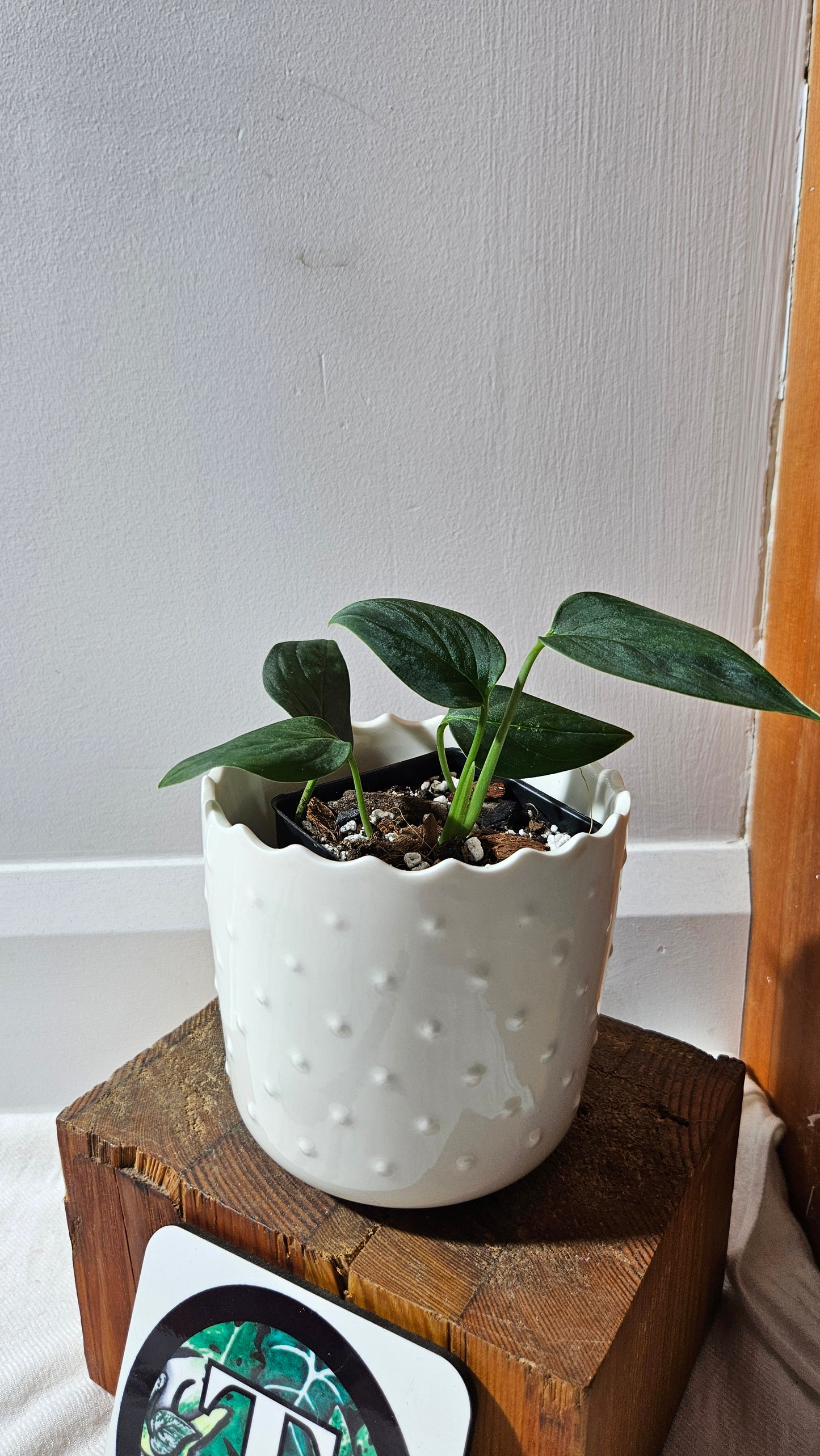 Monstera Obliqua Aff Black (MON-443)
