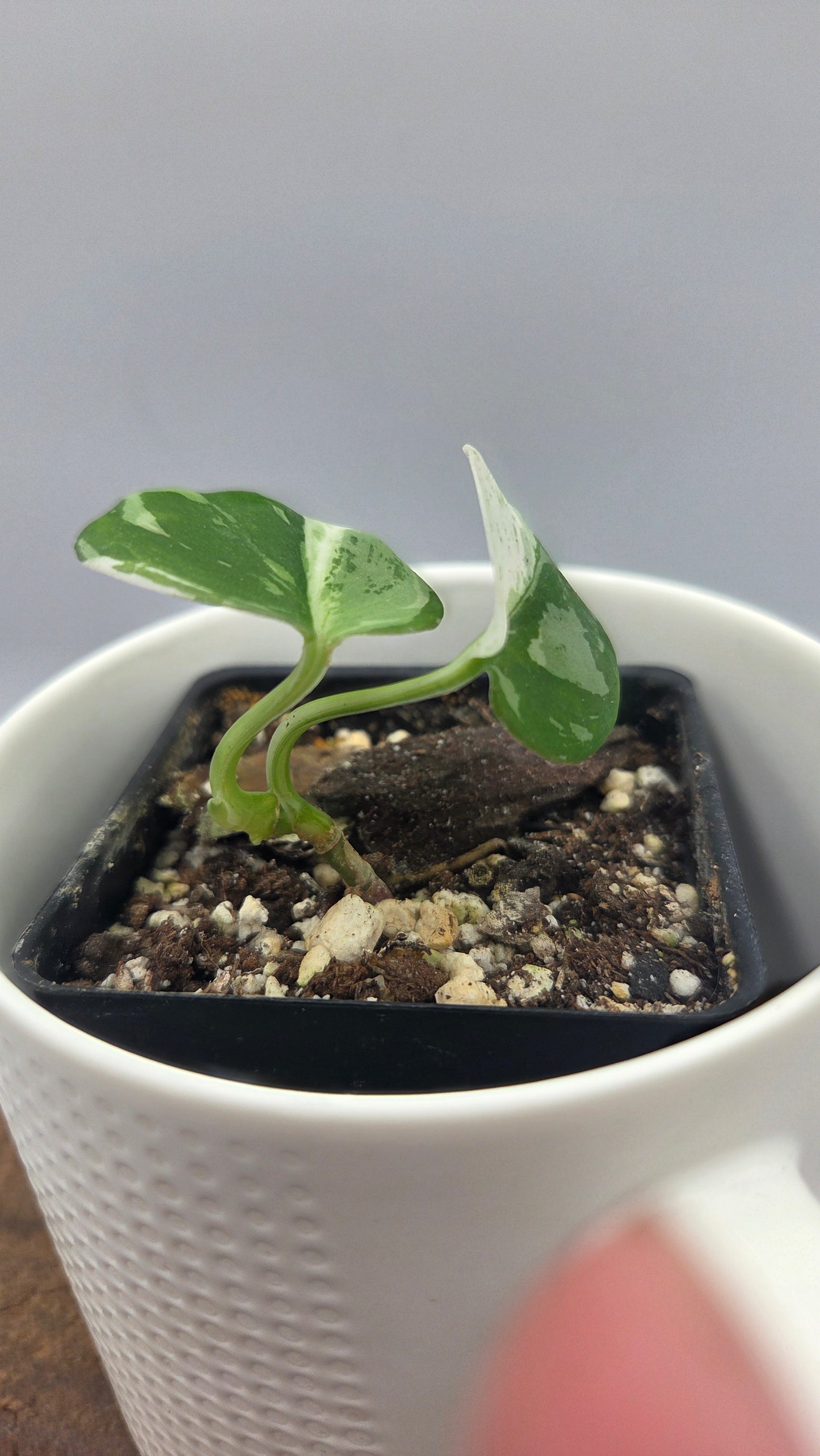 Scindapsus Silver Splash Variegata (SCI-926)