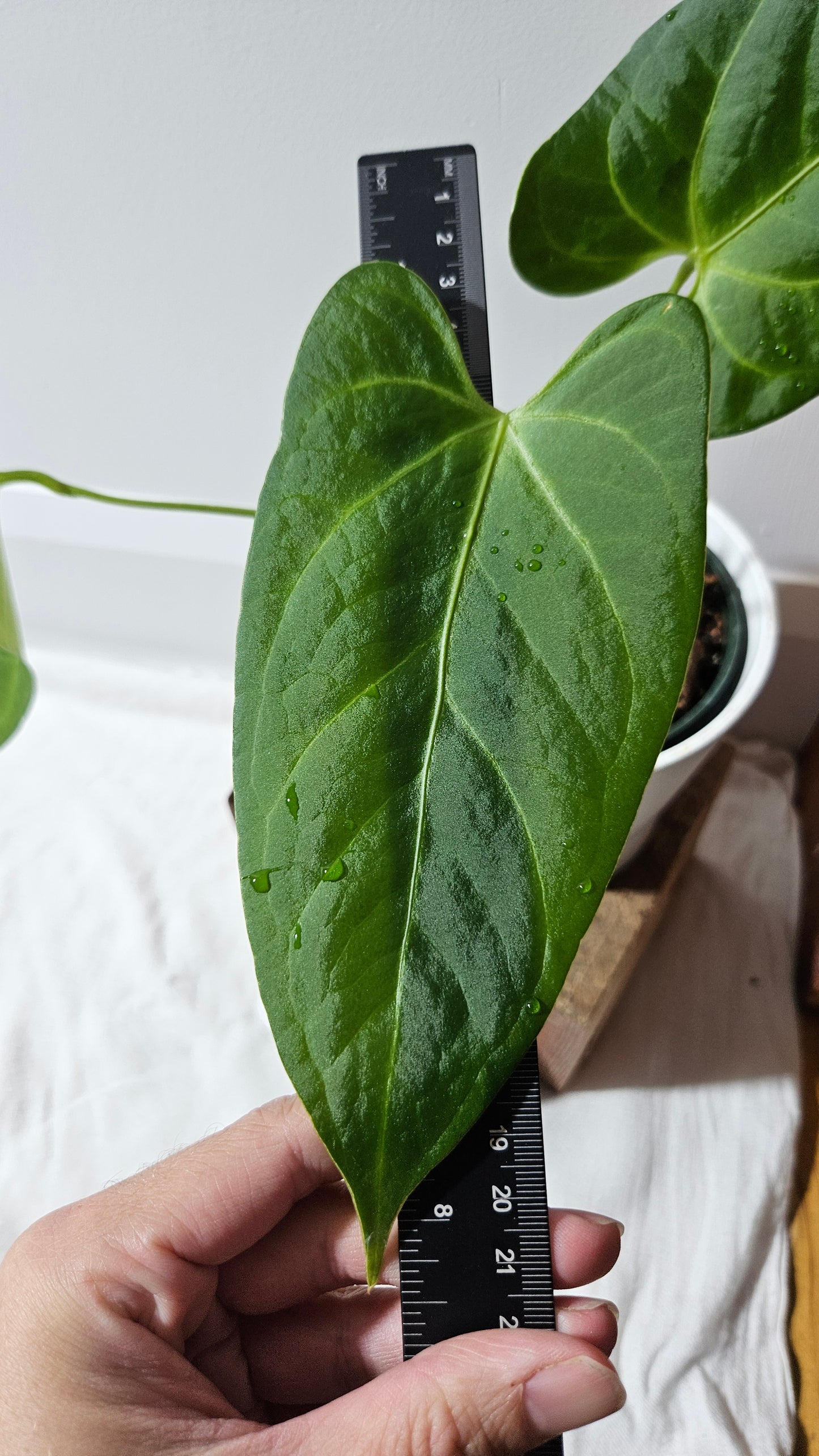 Anthurium Silver Blush X Subsignatum "format MOYEN/LARGE" (ANT-080)