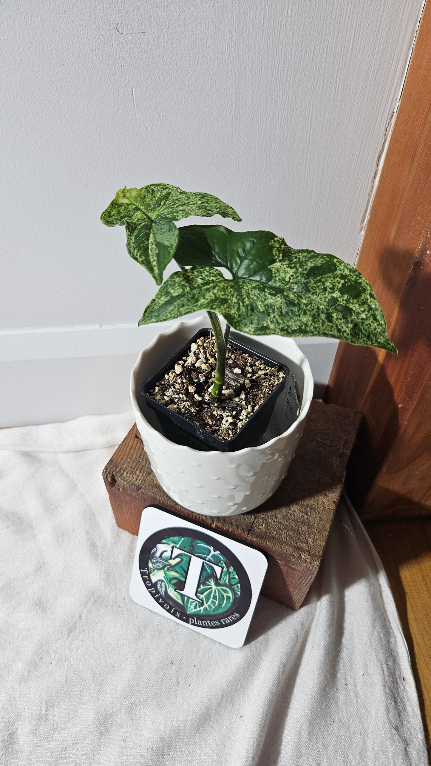 Syngonium Mojito (SYN-422)