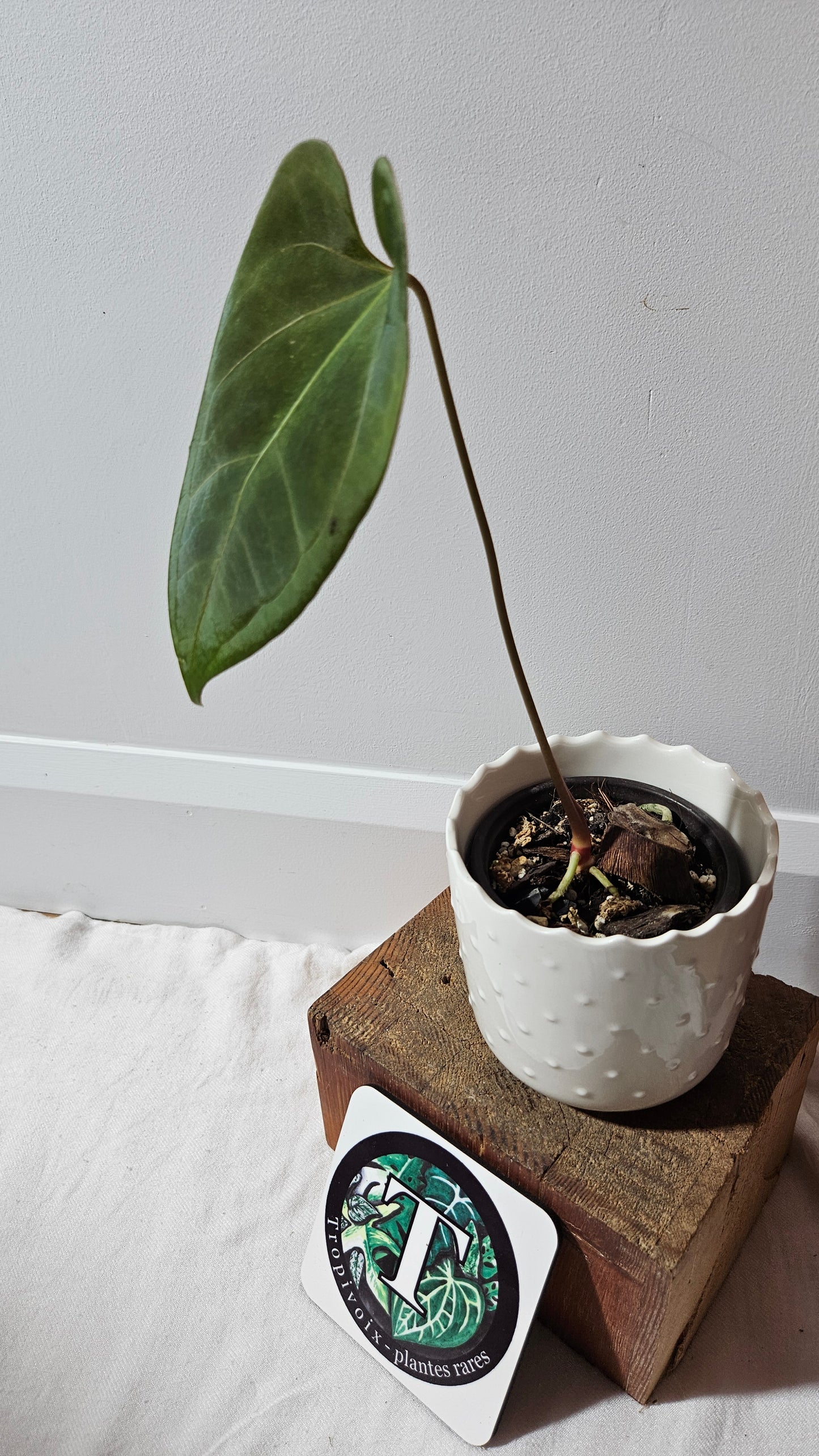 Anthurium Dark Phoenix X Panama "format MOYEN" (ANT-282)