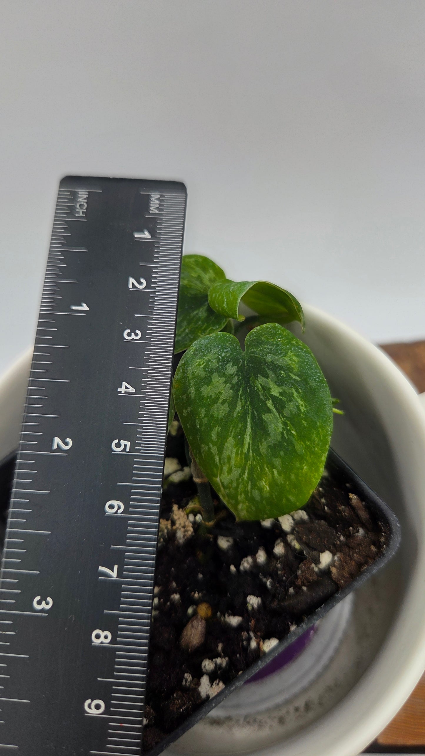 Scindapsus Argyraeus Albo (SCI-925)